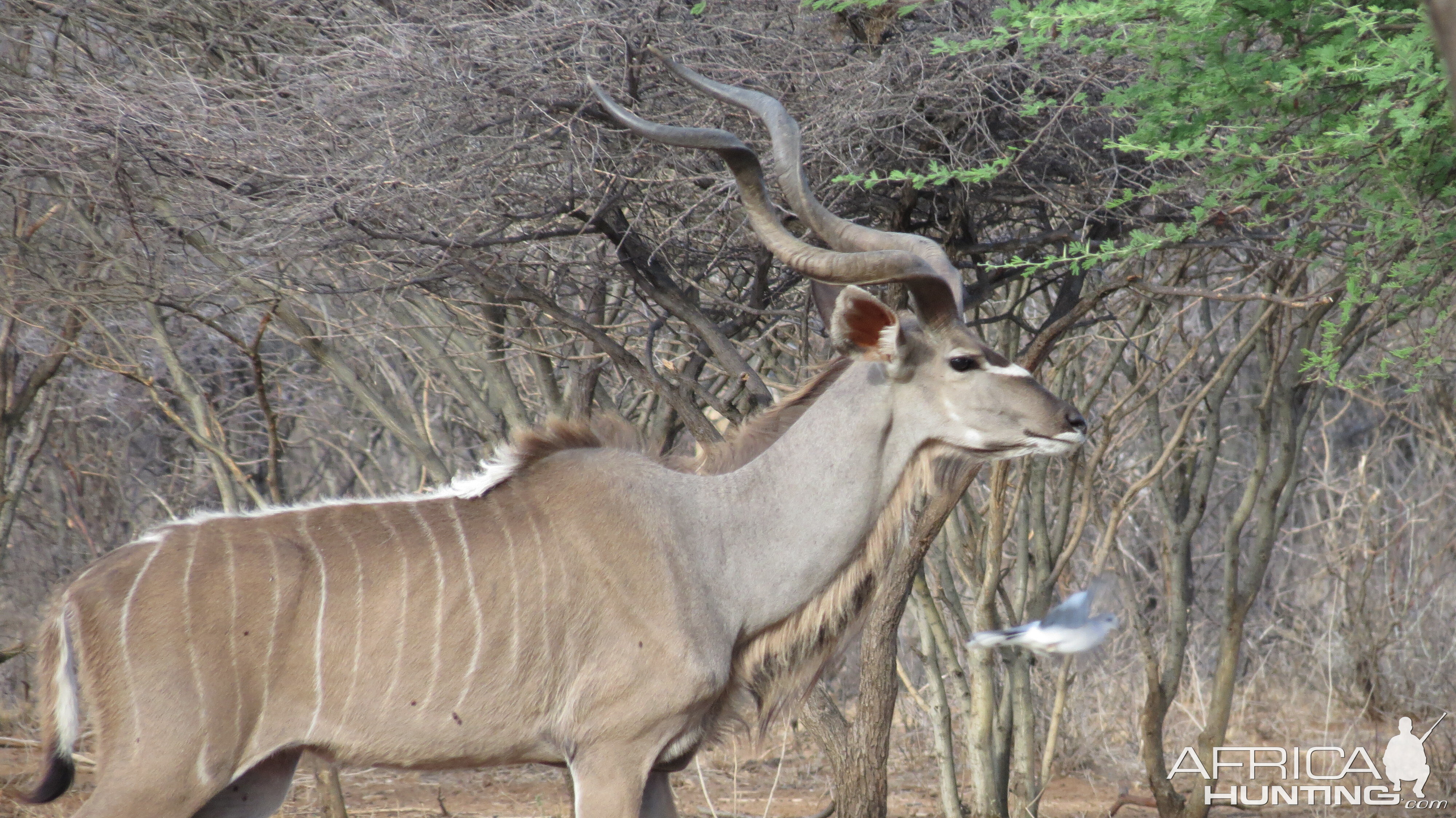 Greater Kudu Namibia