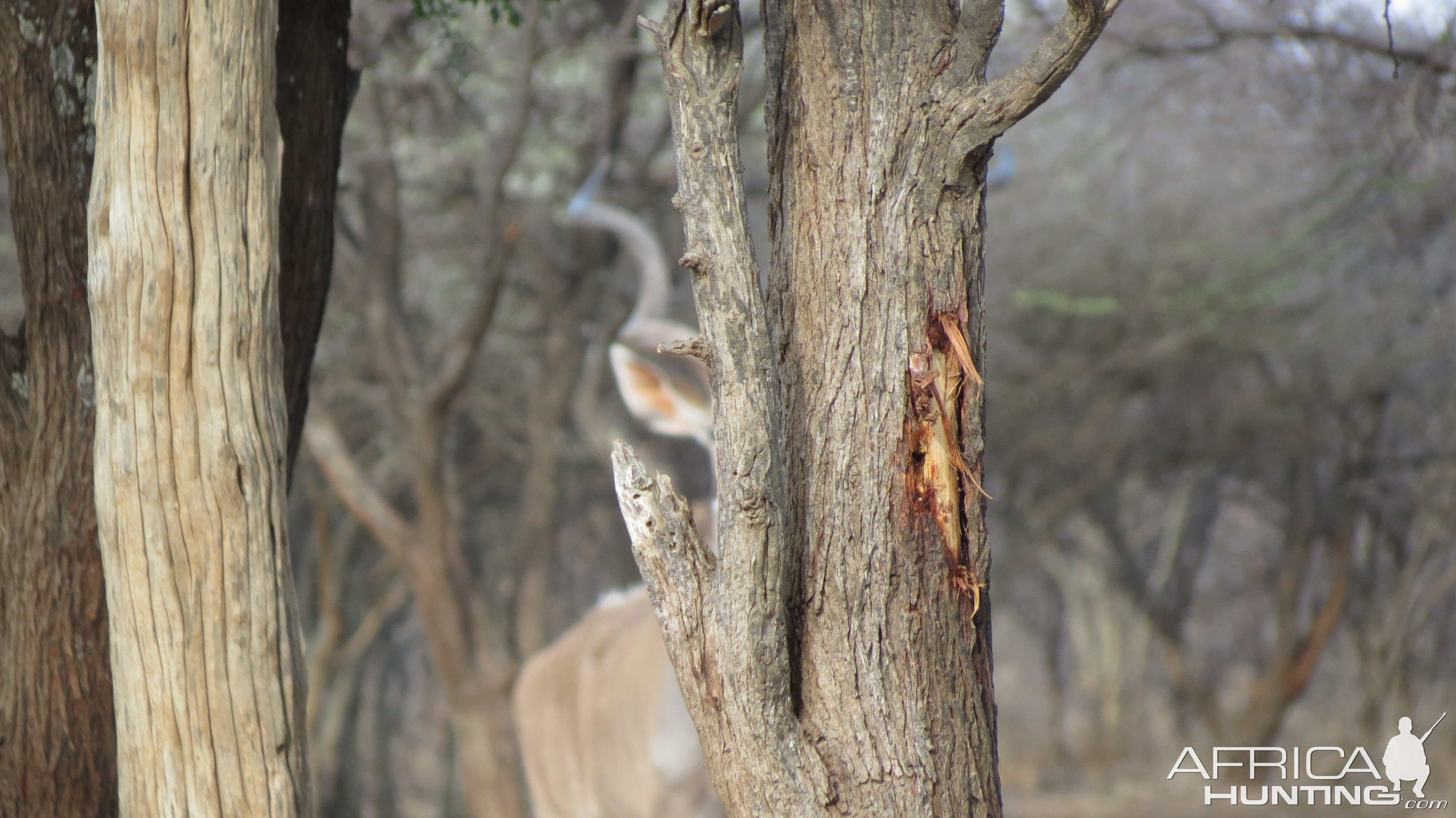 Greater Kudu Namibia