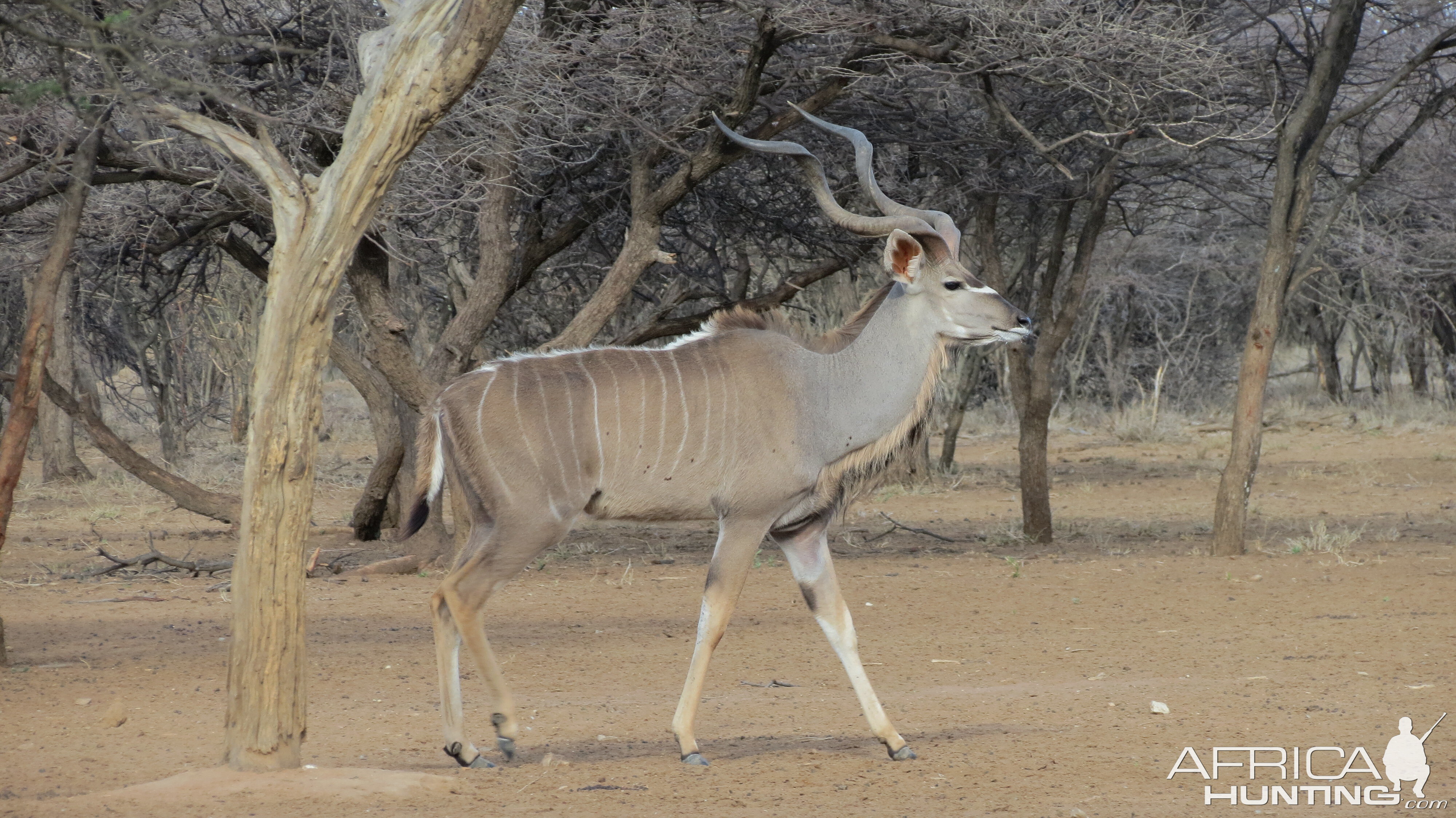 Greater Kudu Namibia