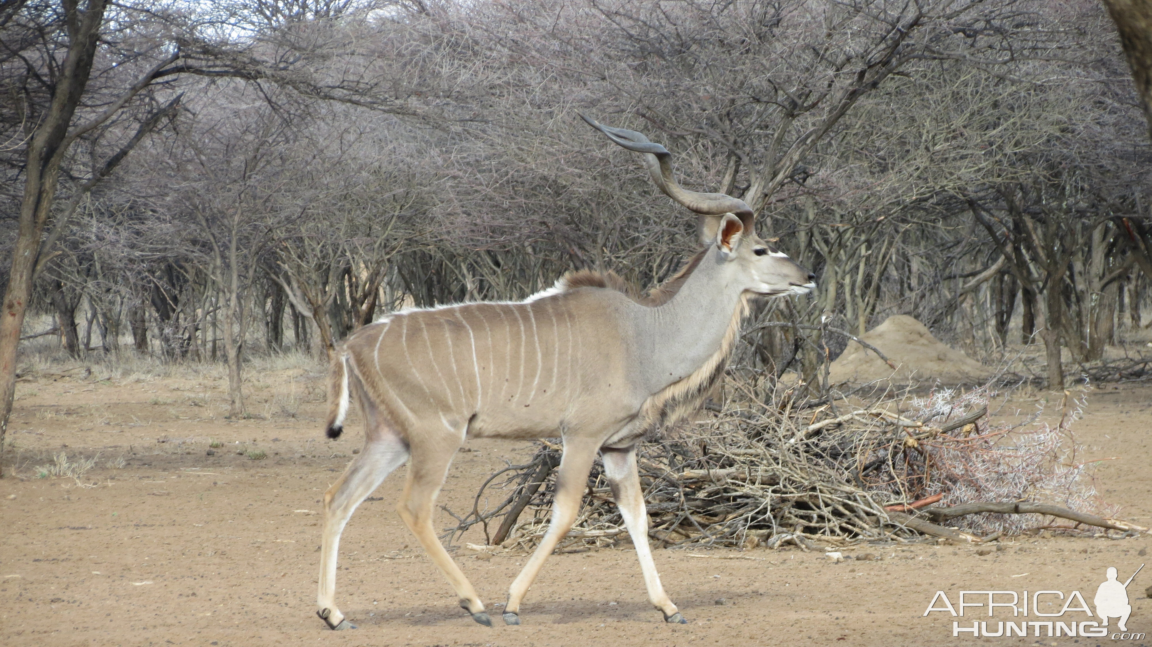 Greater Kudu Namibia