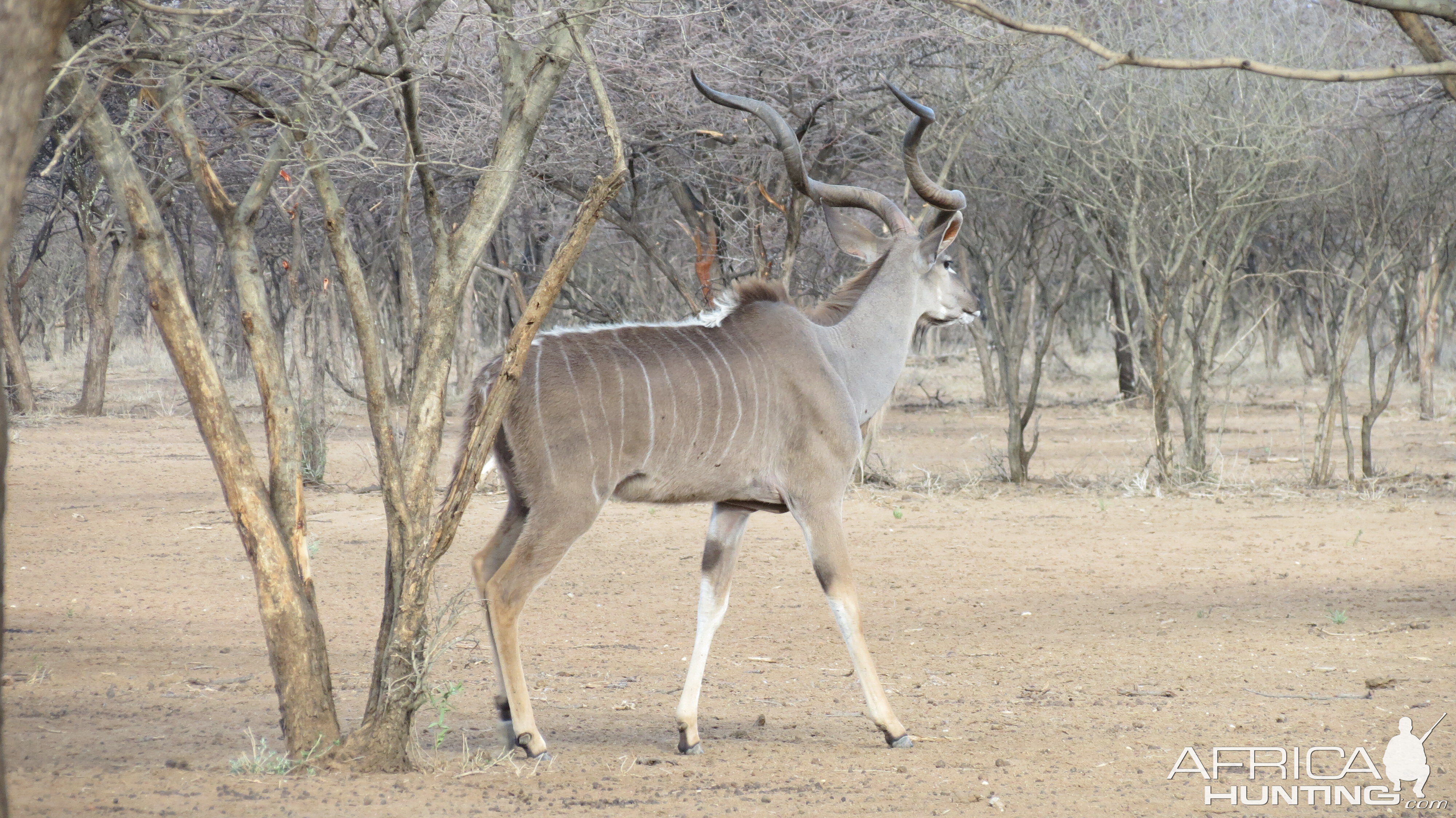 Greater Kudu Namibia