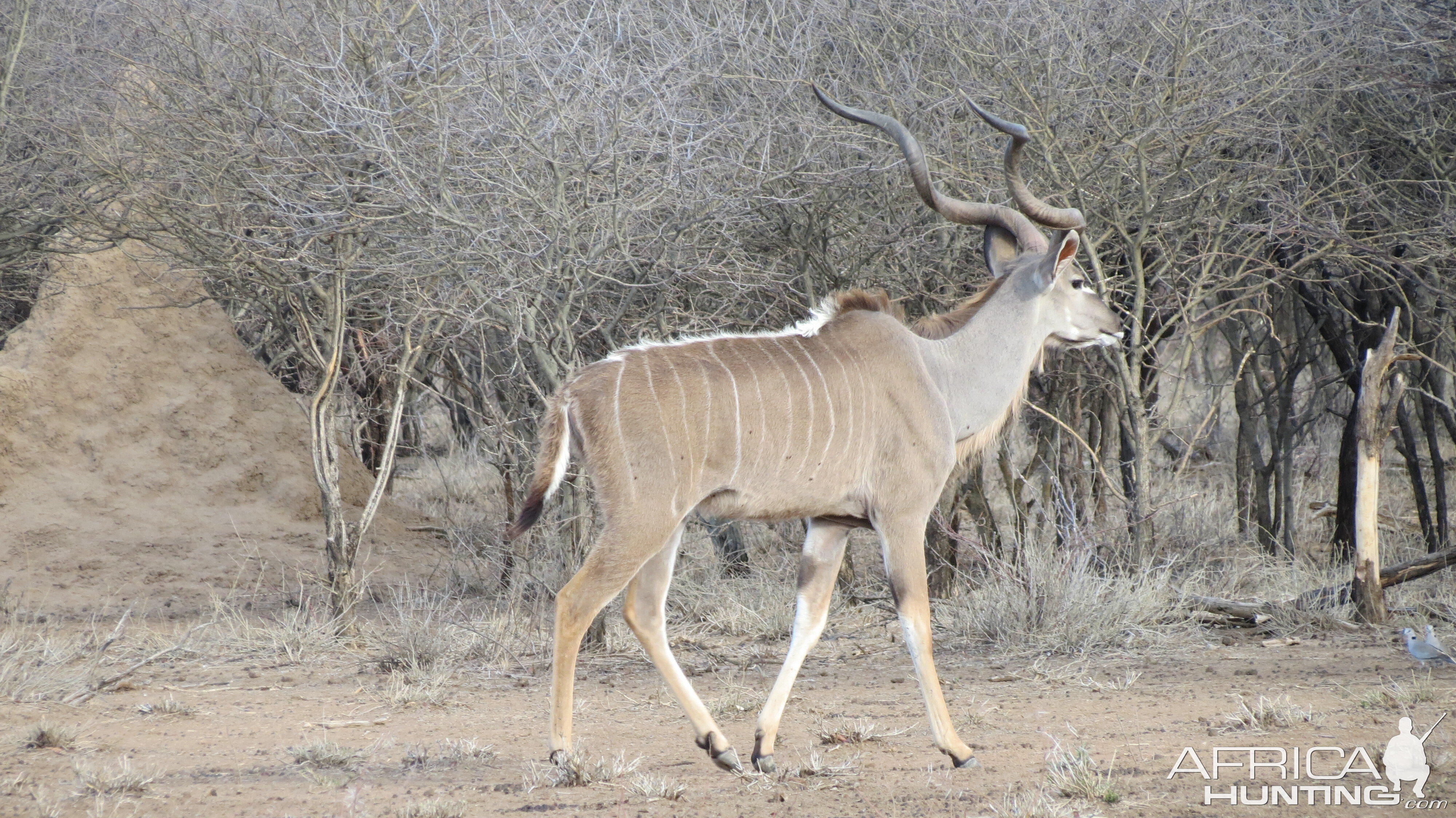 Greater Kudu Namibia