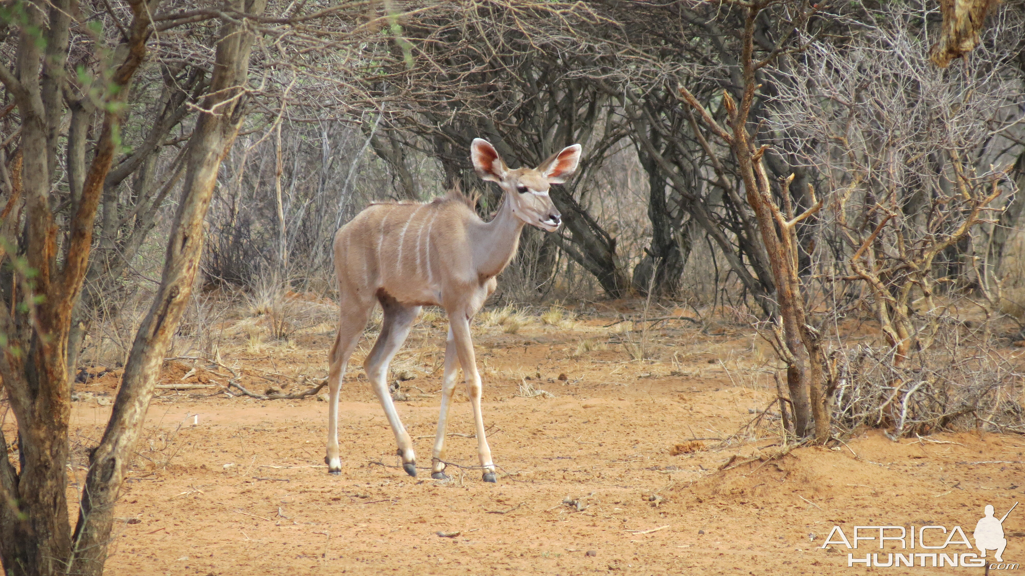 Greater Kudu Namibia