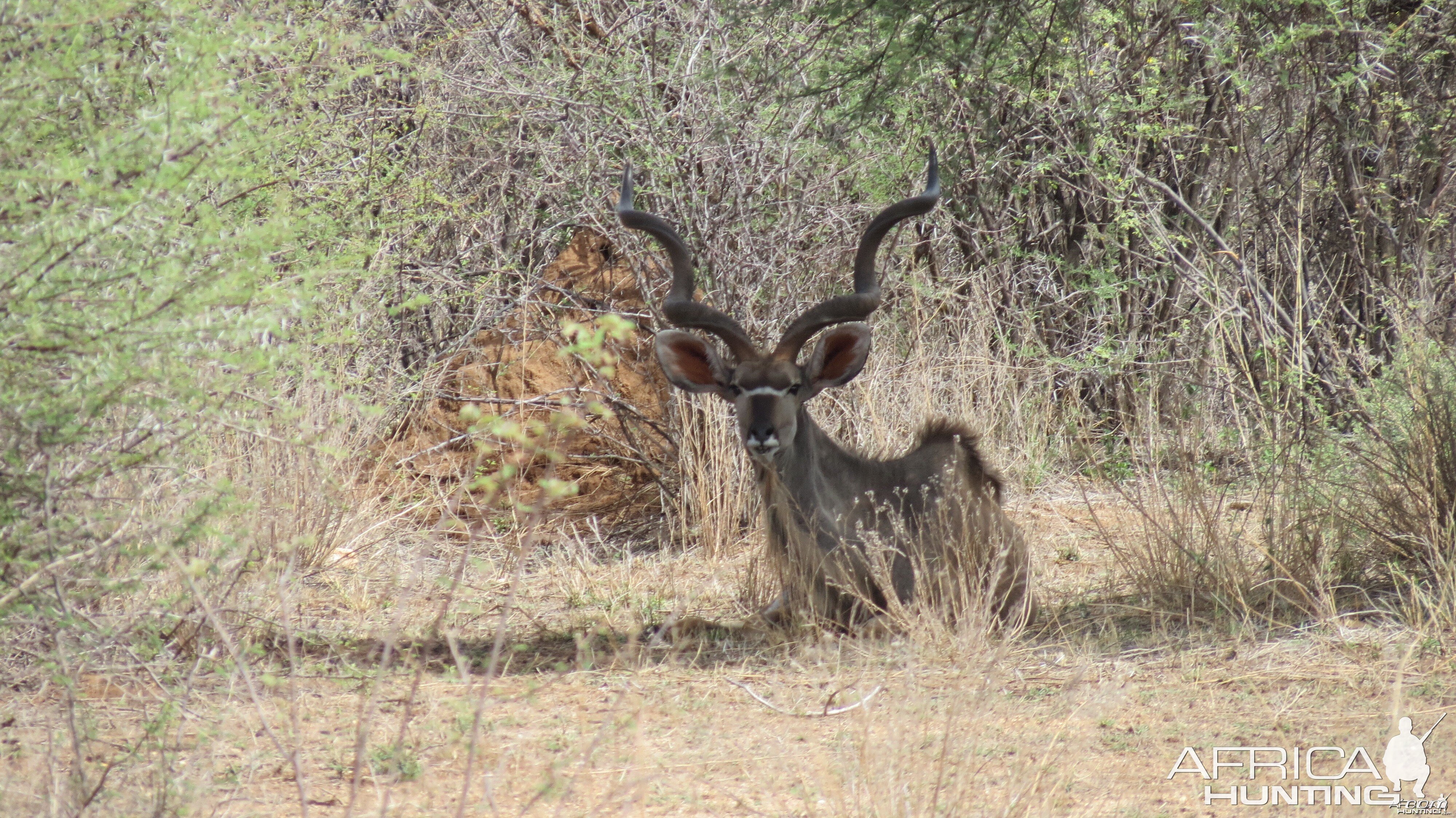 Greater Kudu Namibia