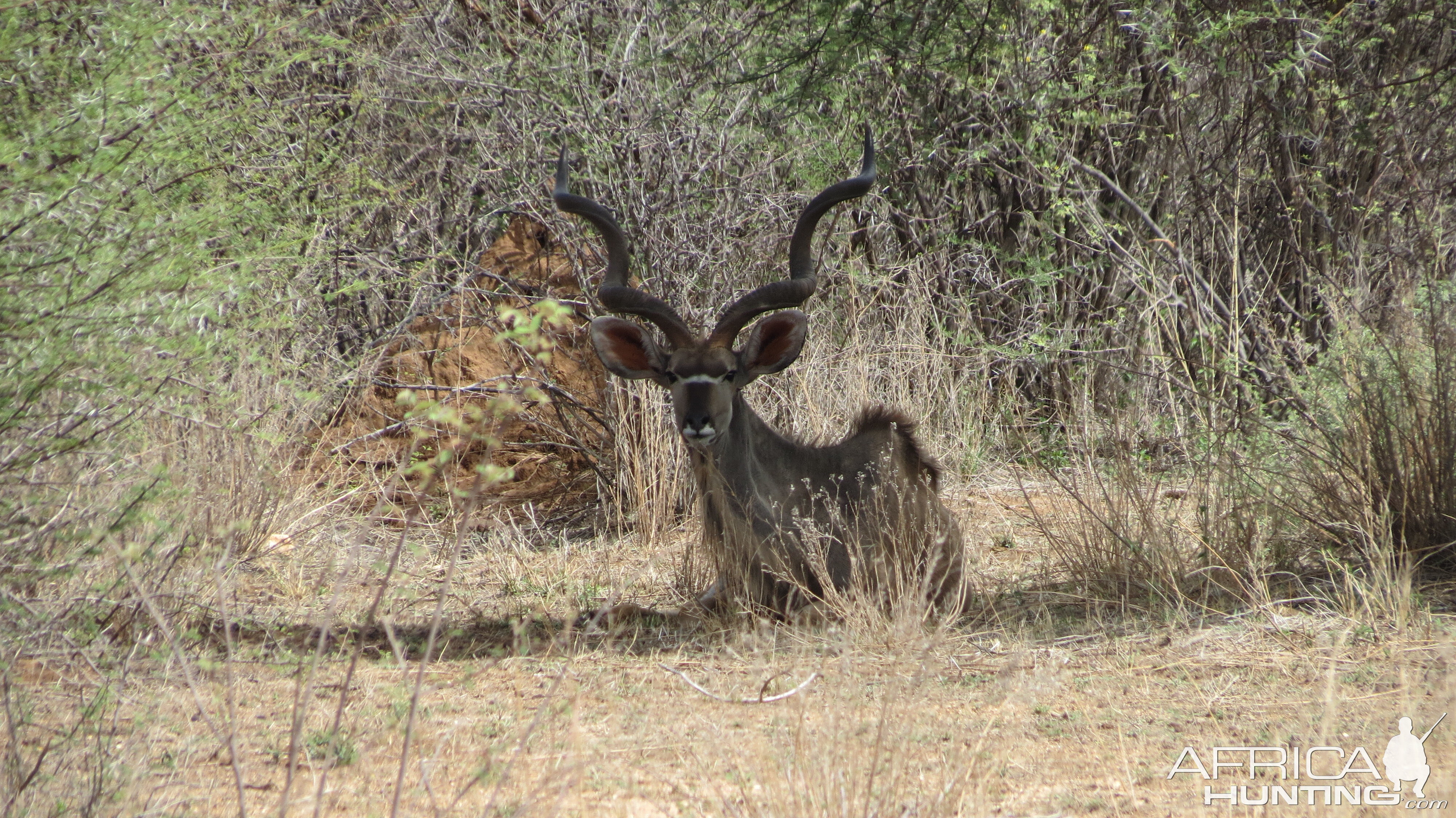 Greater Kudu Namibia