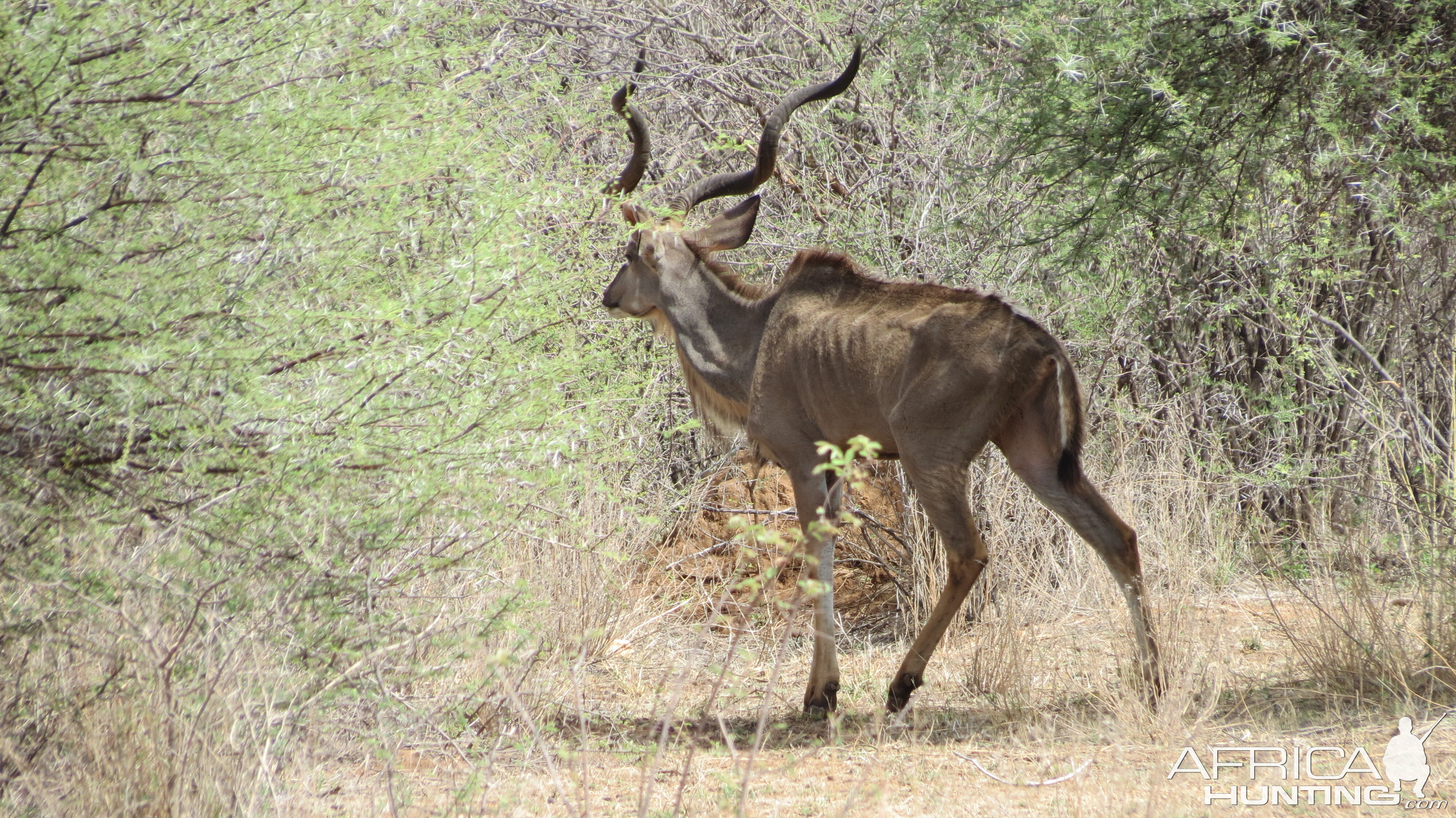 Greater Kudu Namibia