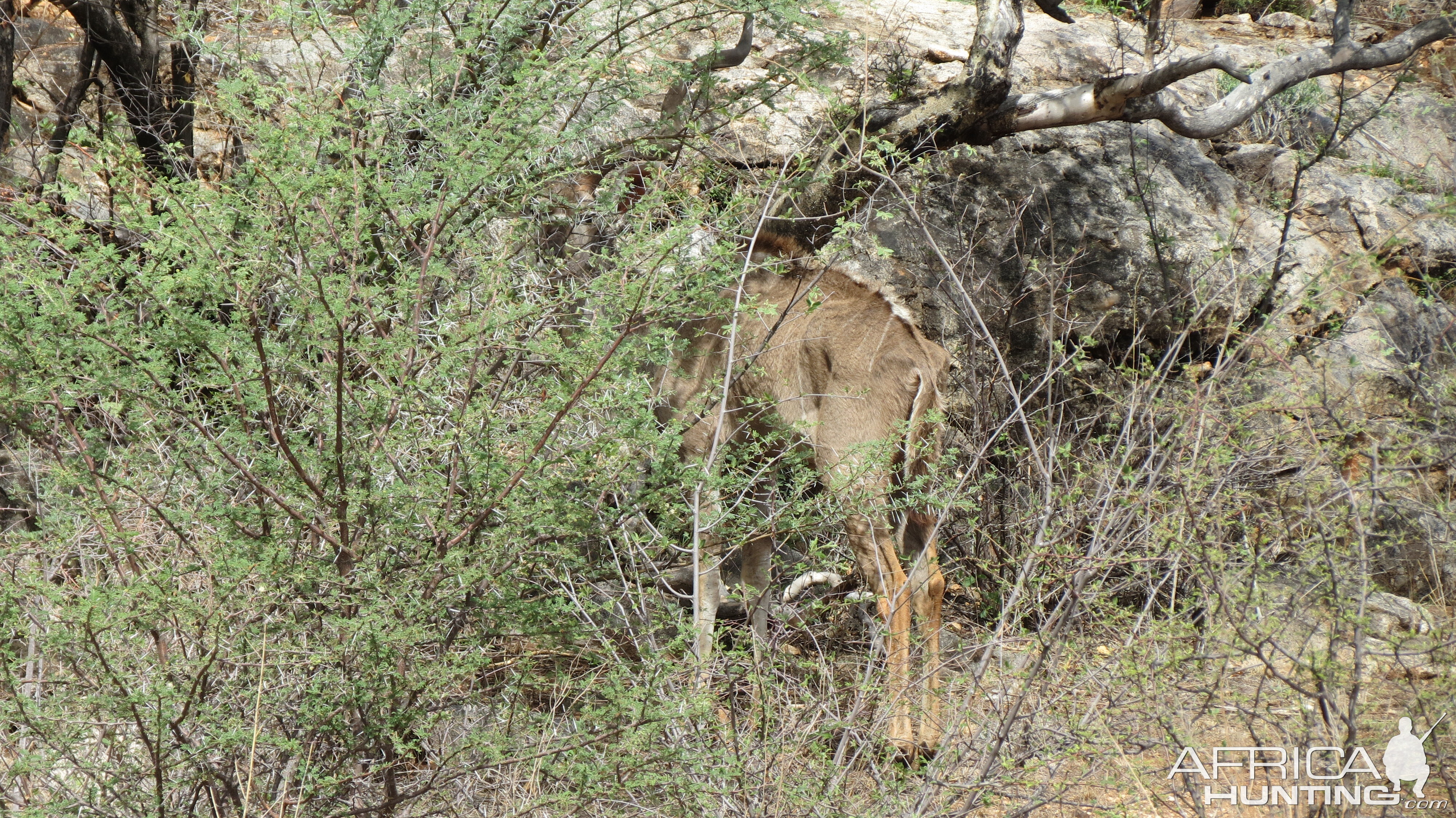 Greater Kudu Namibia