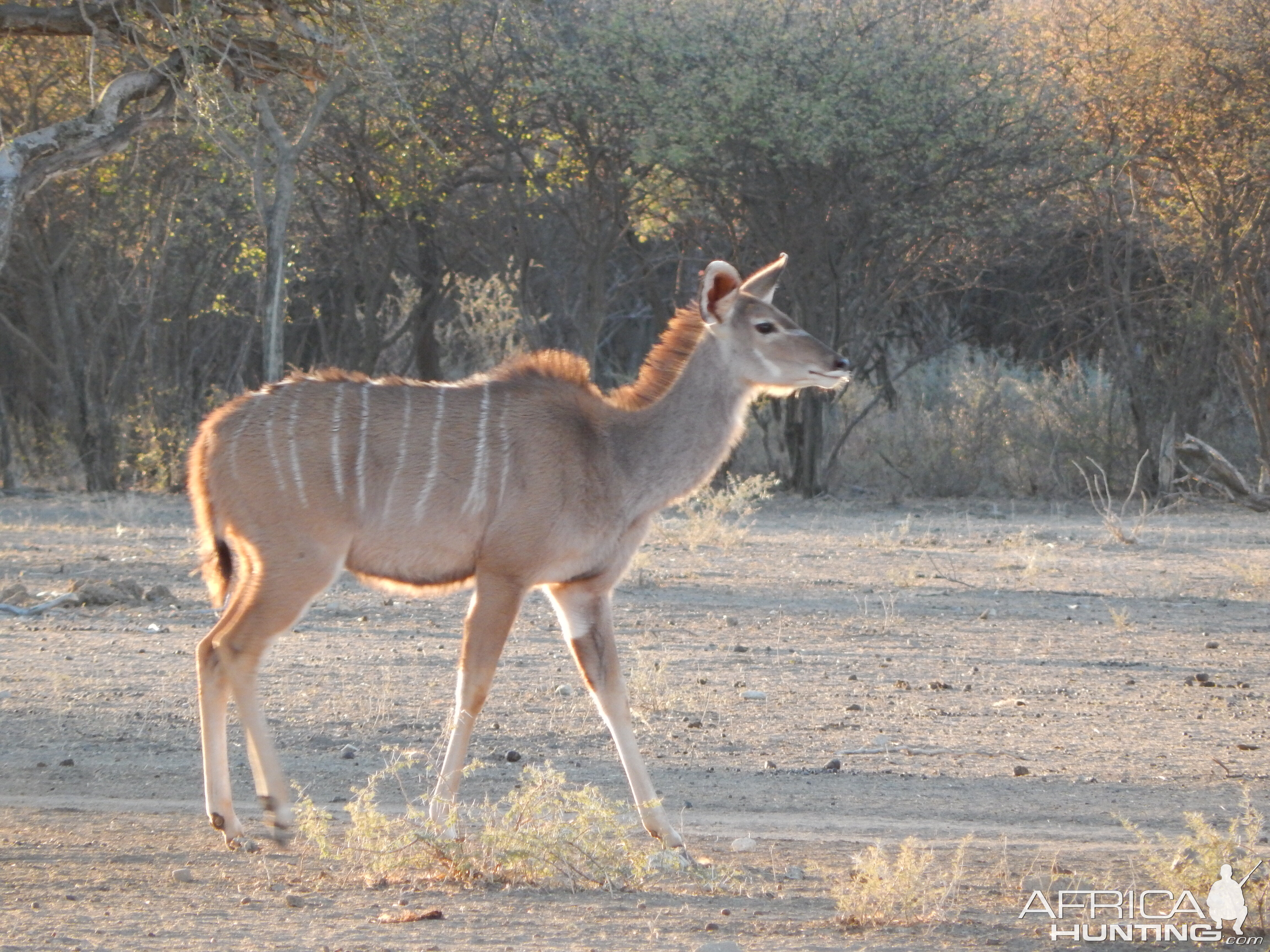 Greater Kudu Namibia