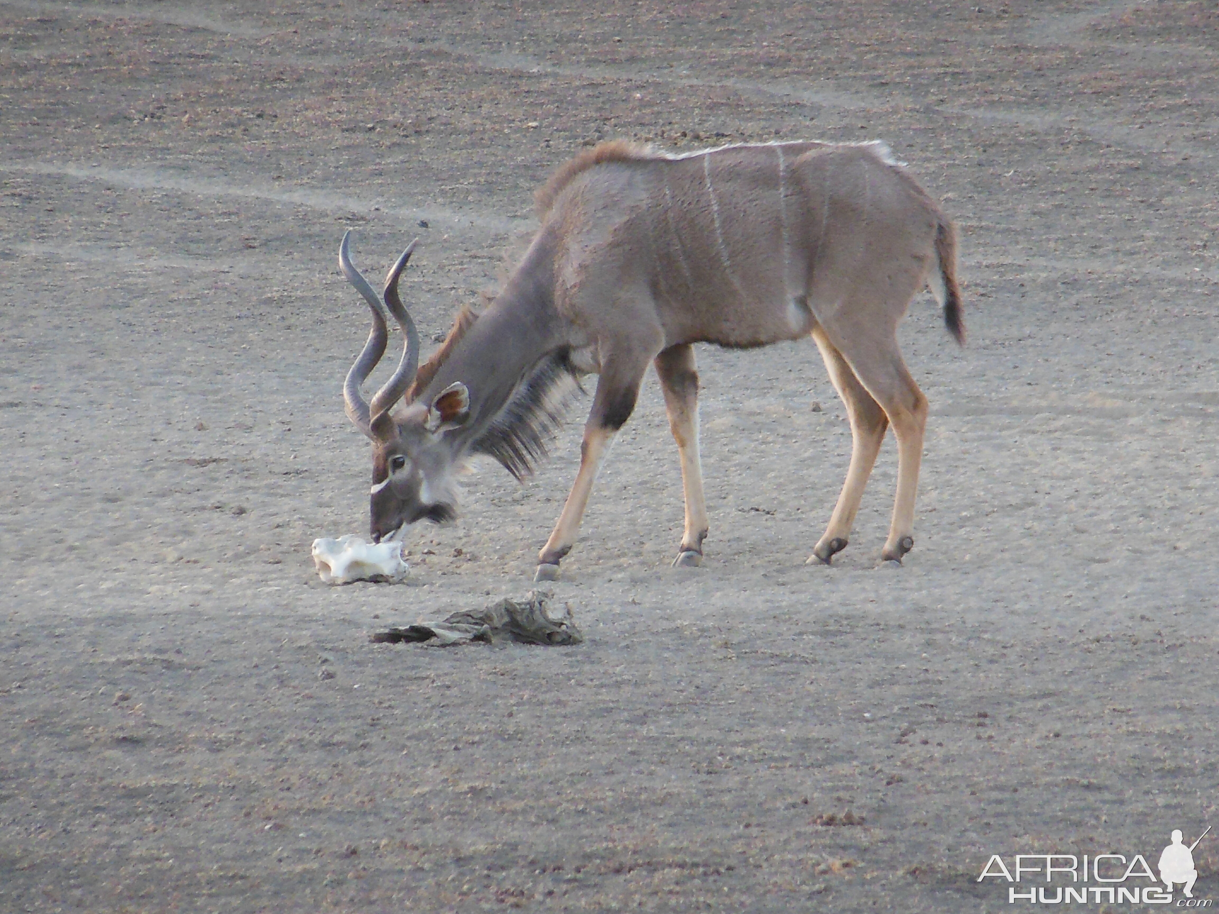 Greater Kudu Namibia