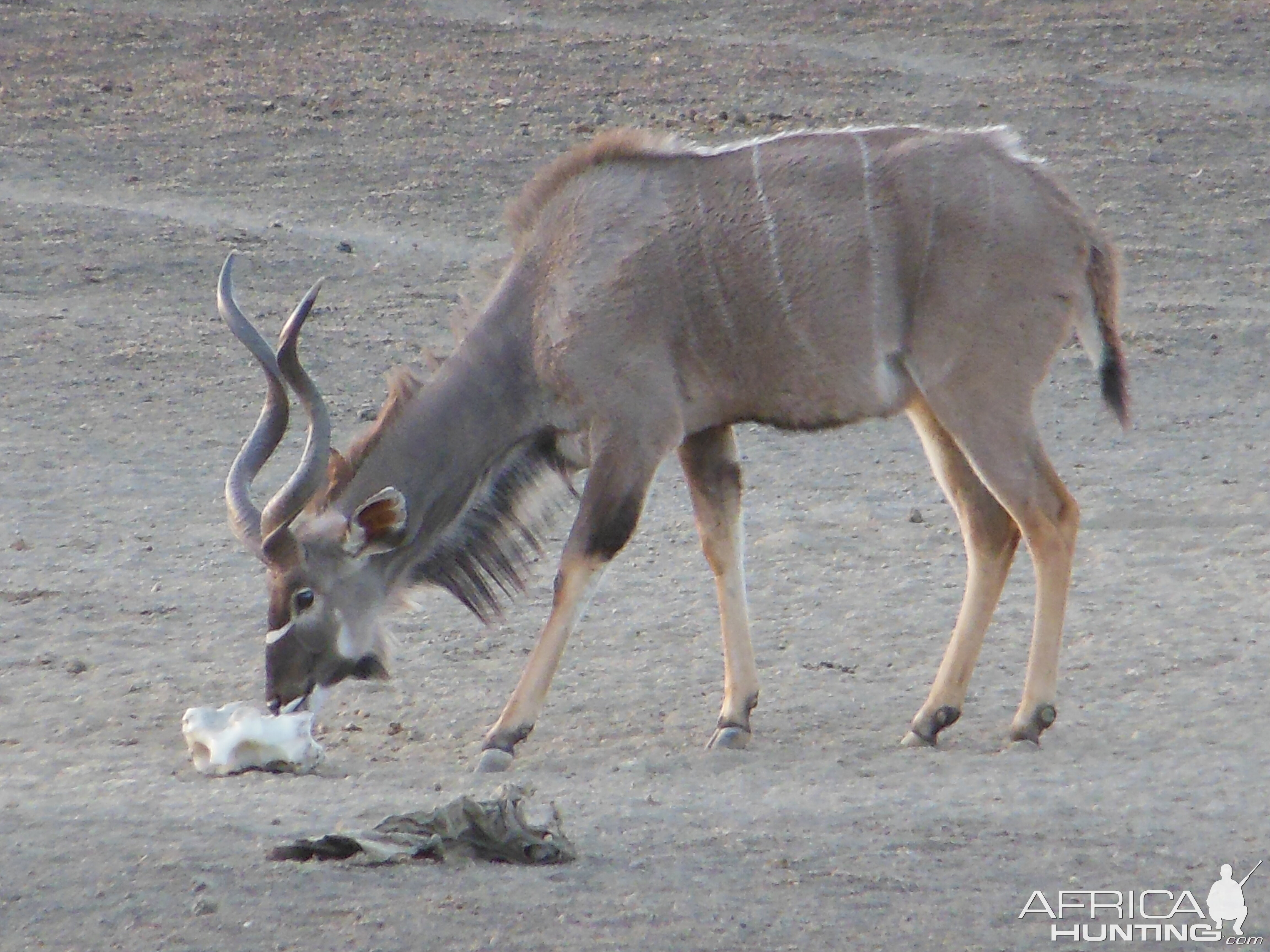 Greater Kudu Namibia