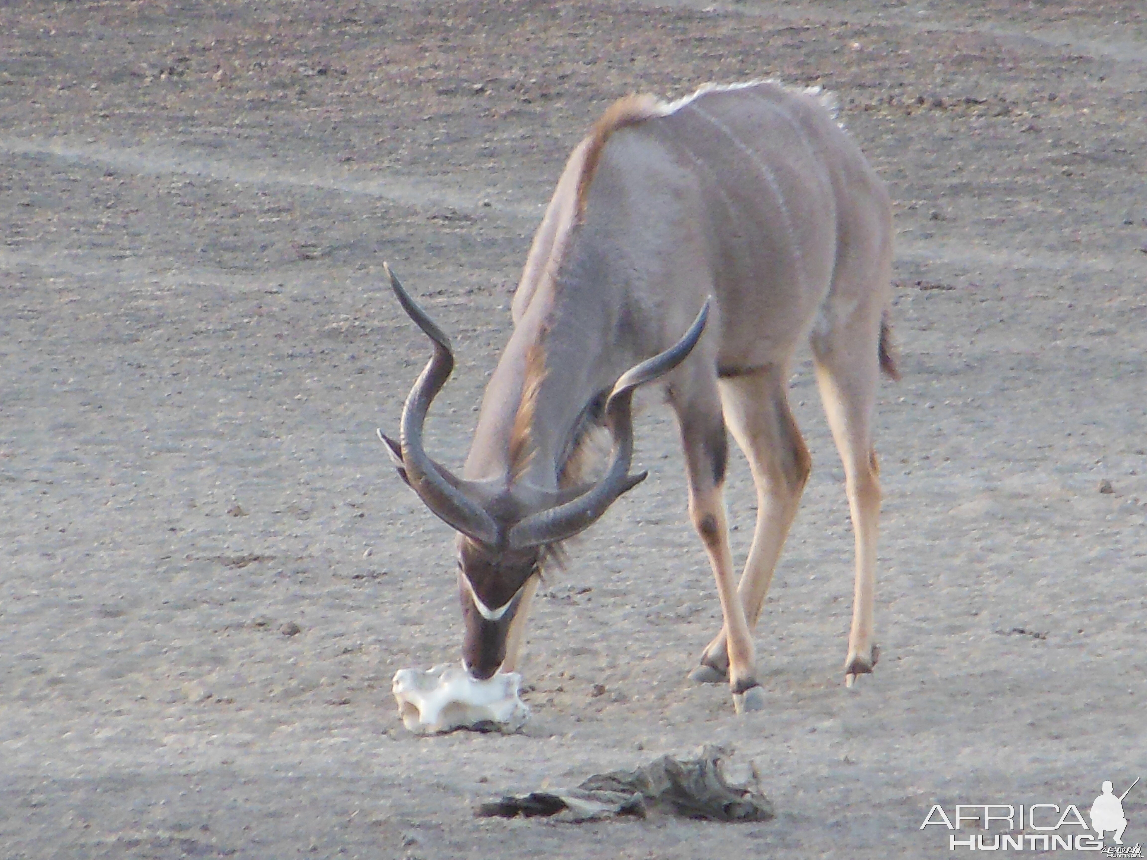 Greater Kudu Namibia