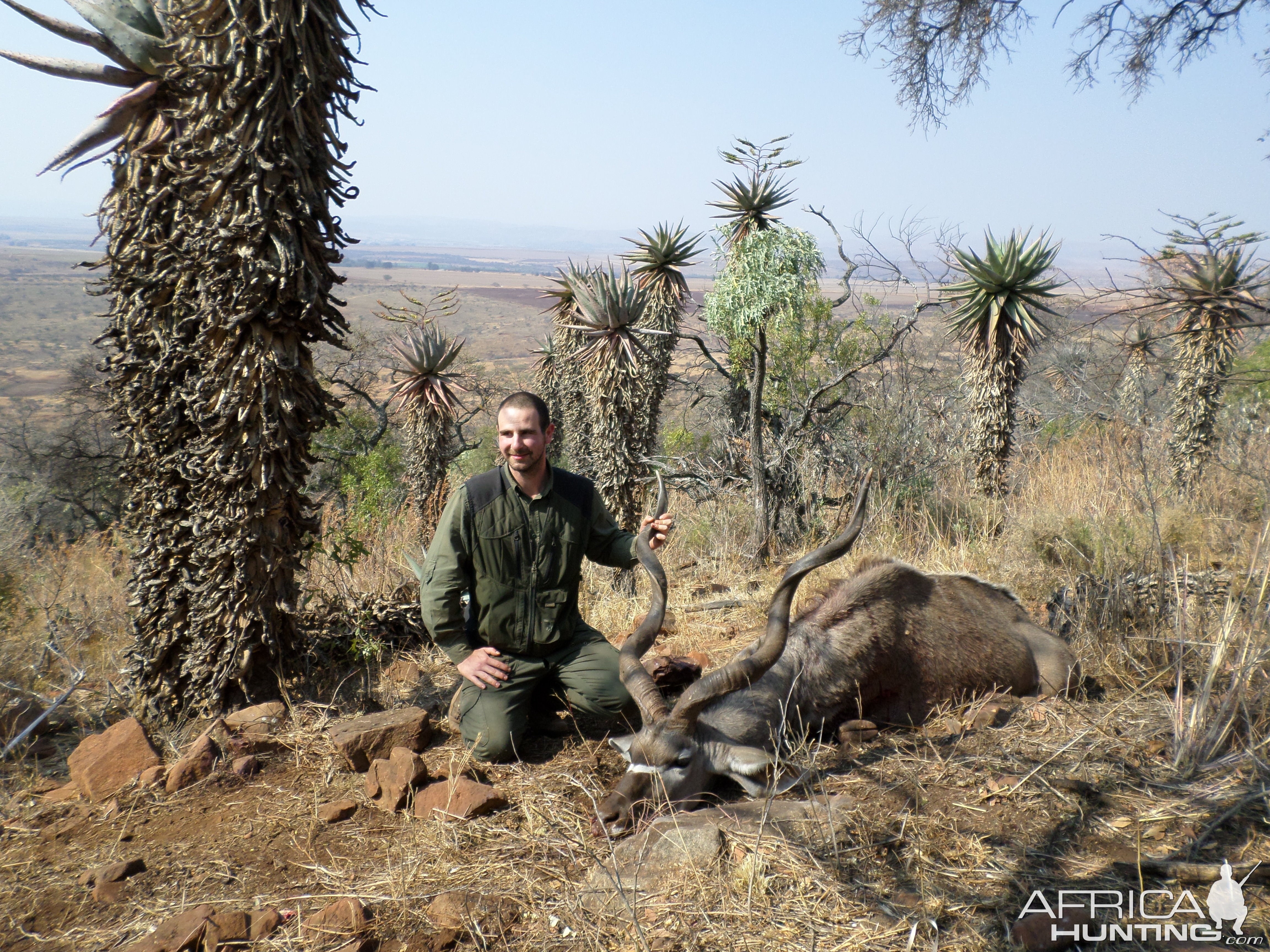 Greater Kudu on the Hills of Mpumalanga