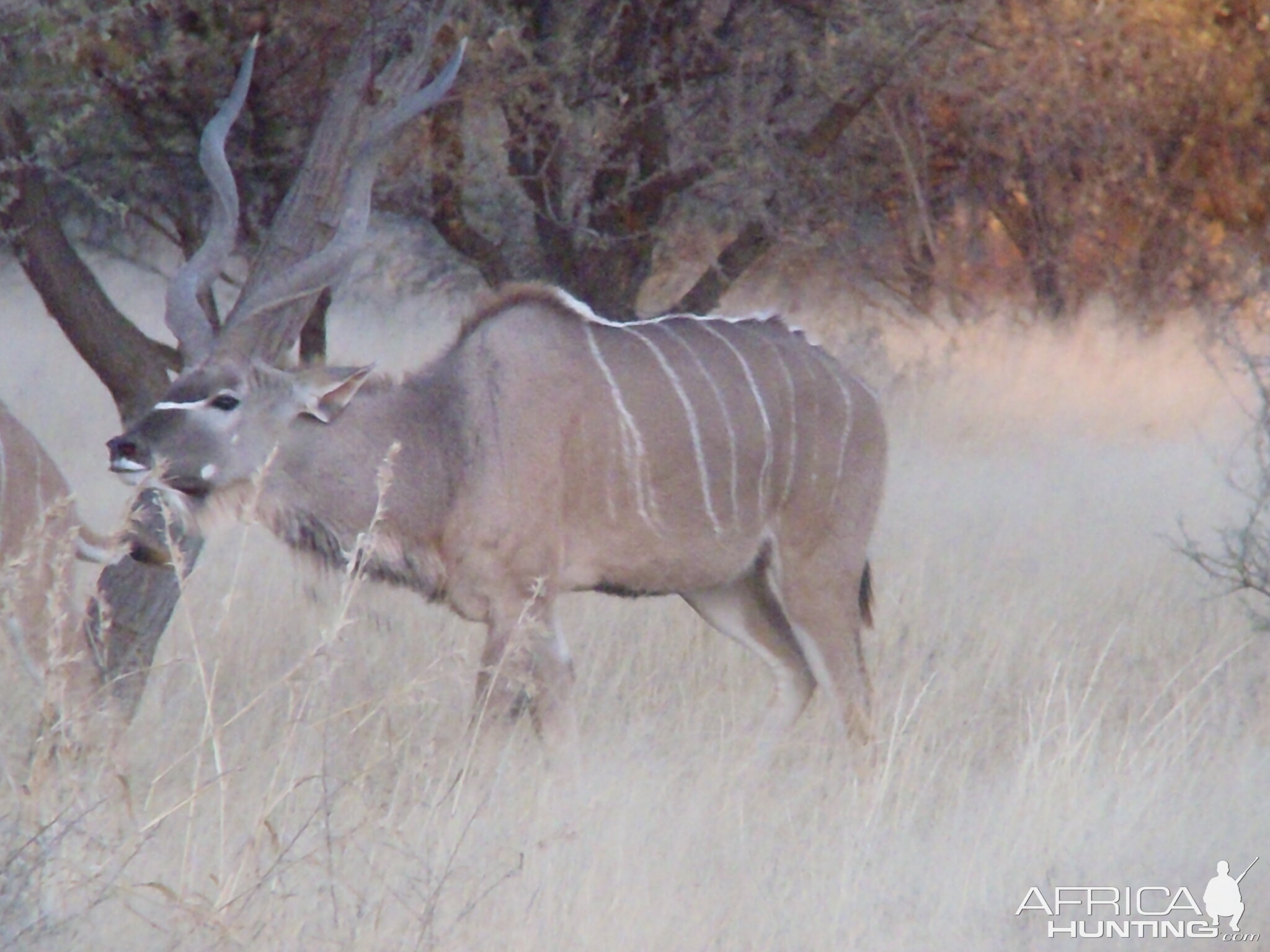 Greater Kudu Rut in Namibia