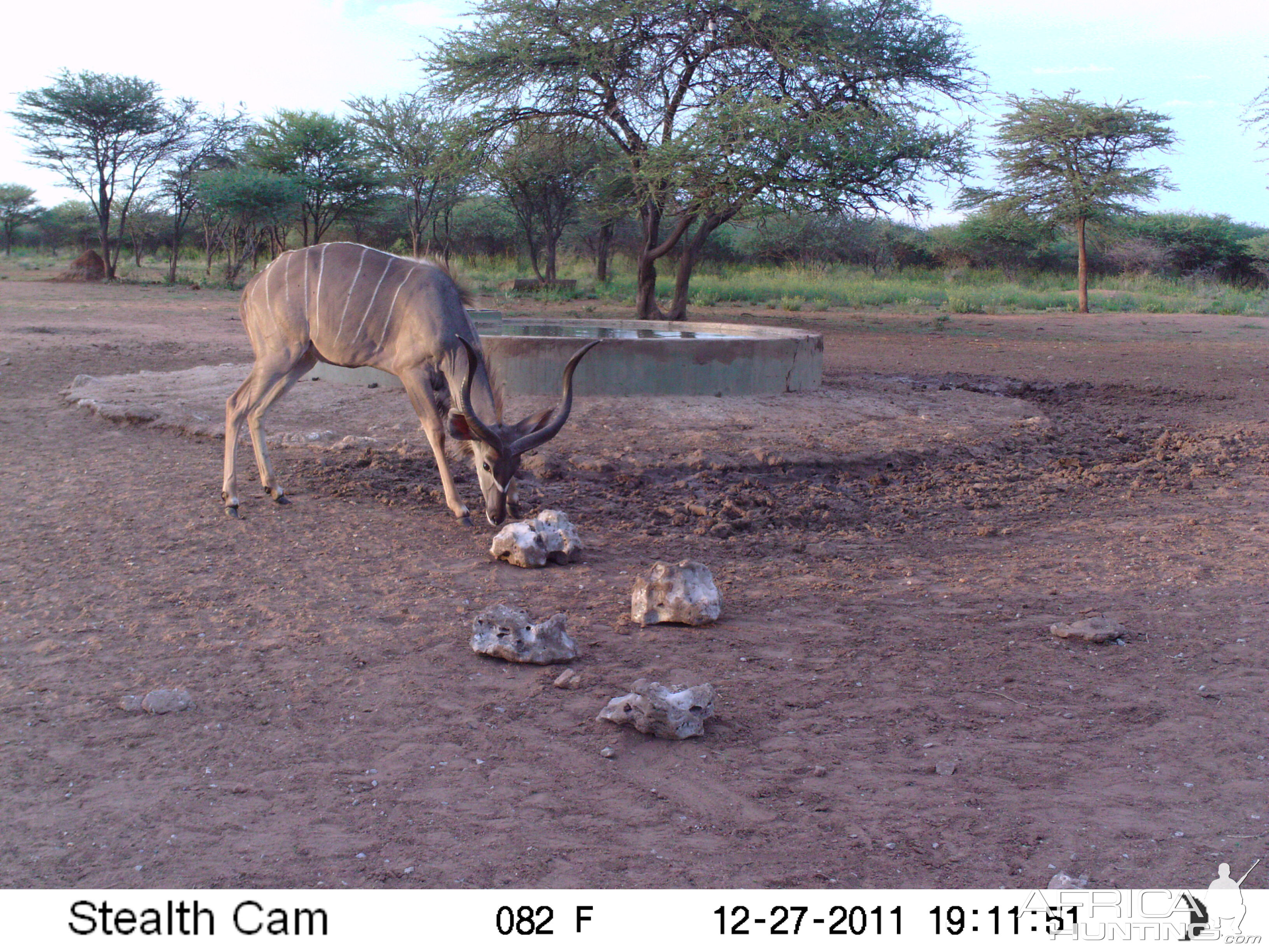 Greater Kudu Trail Camera Namibia