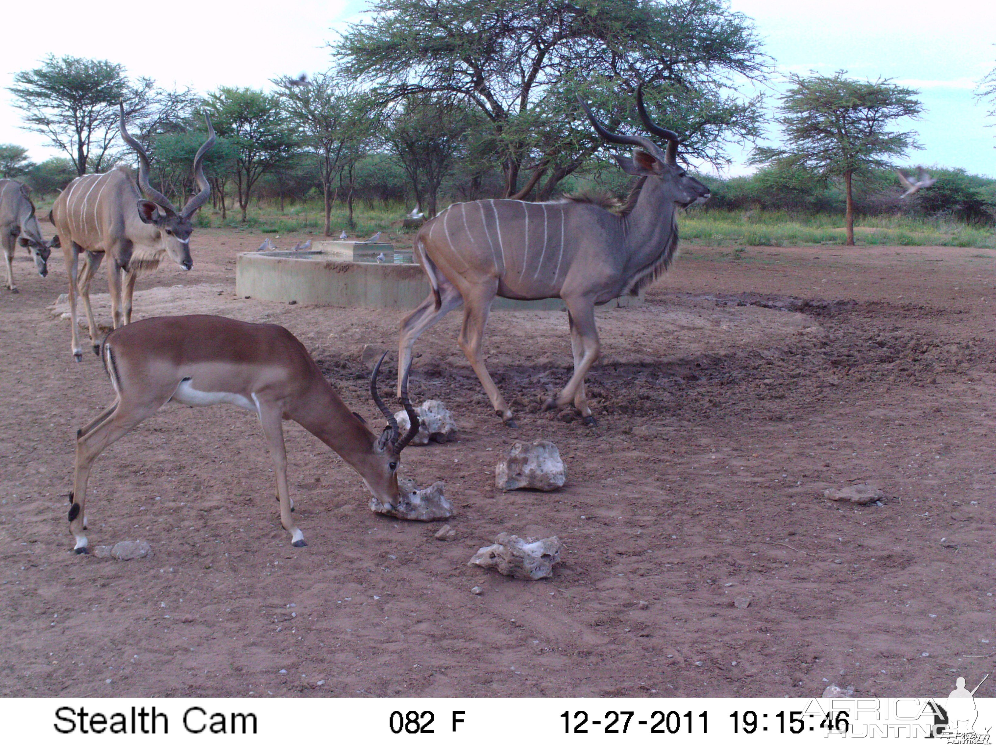 Greater Kudu Trail Camera Namibia