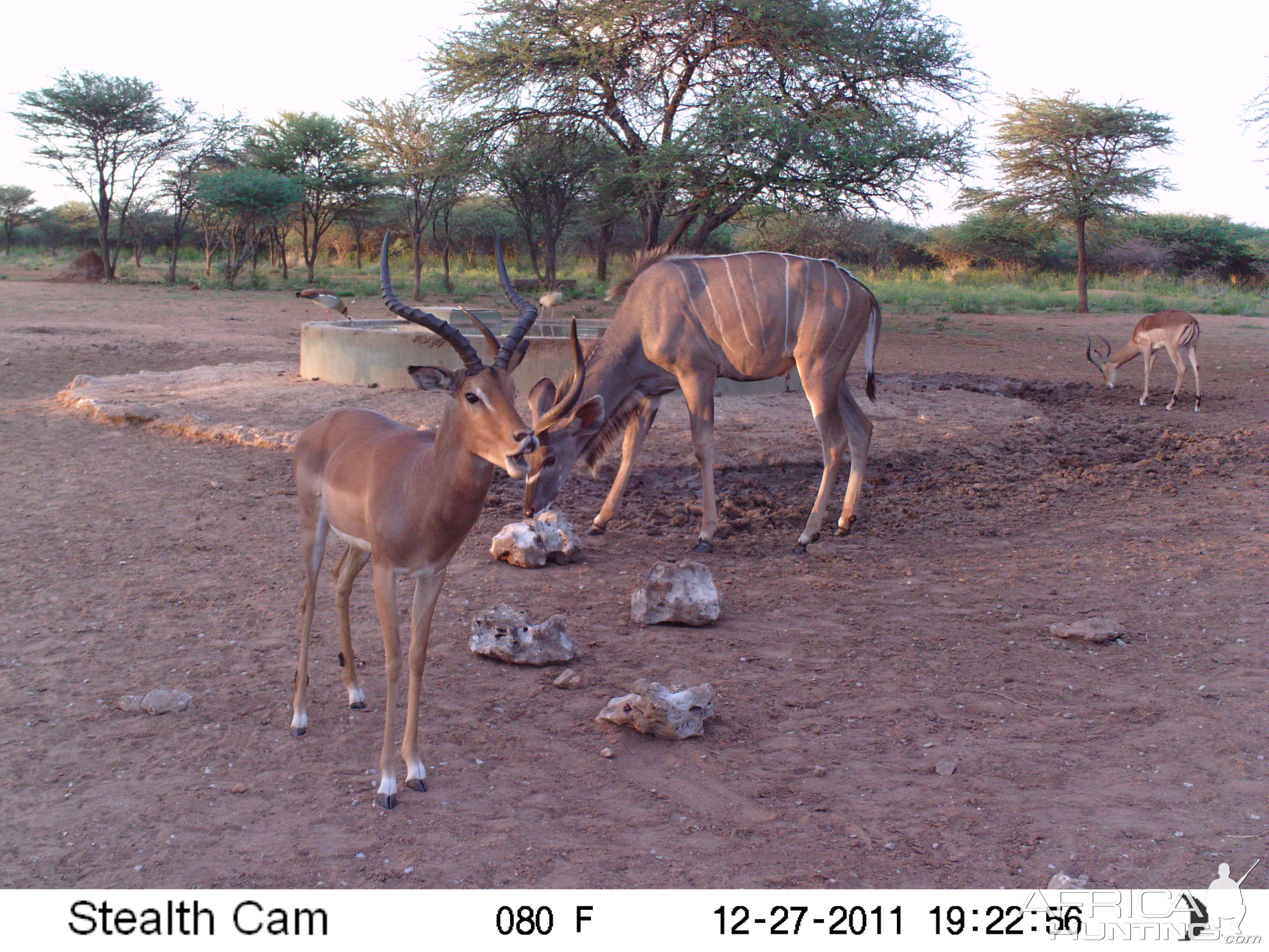 Greater Kudu Trail Camera Namibia