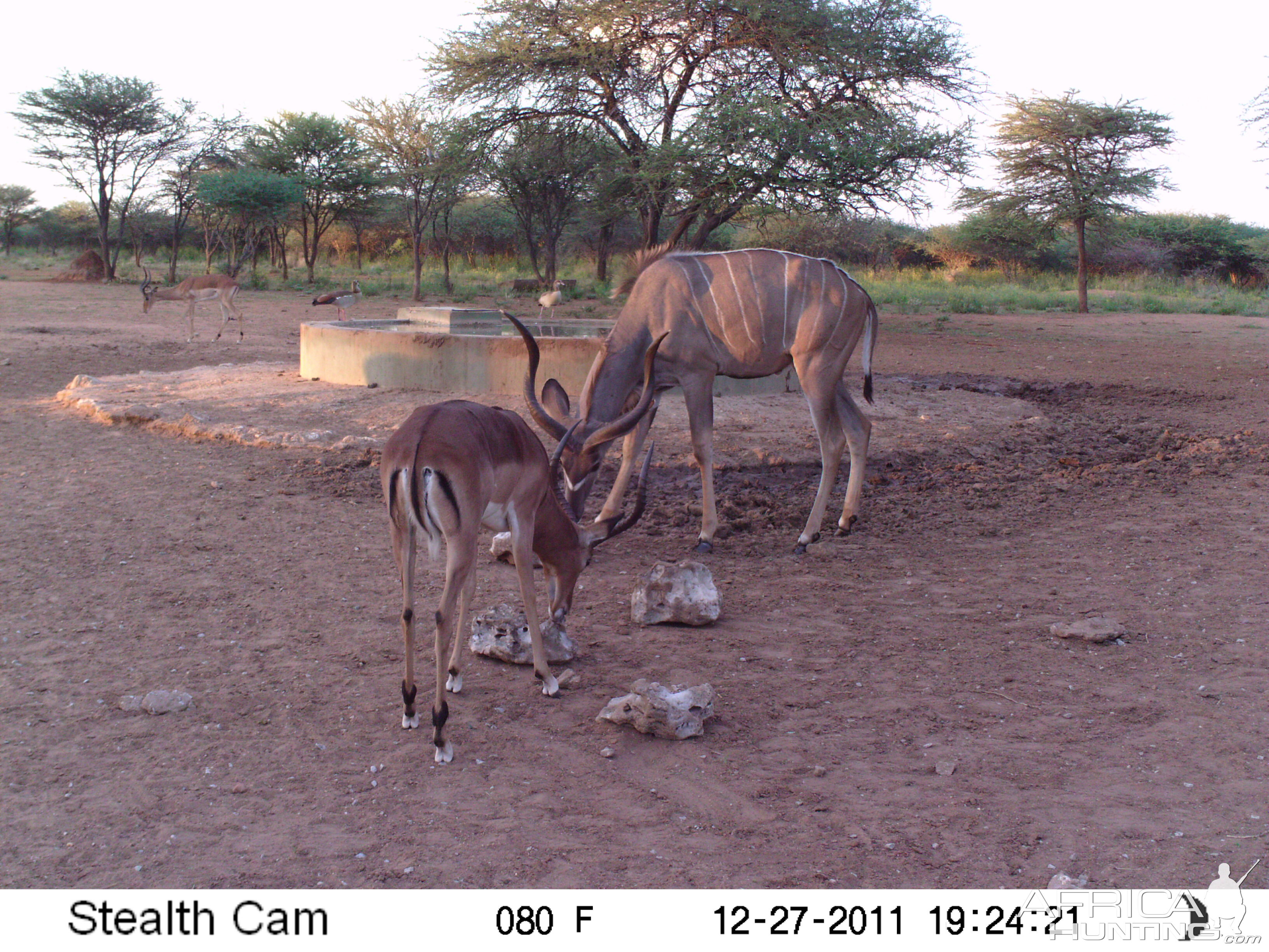 Greater Kudu Trail Camera Namibia