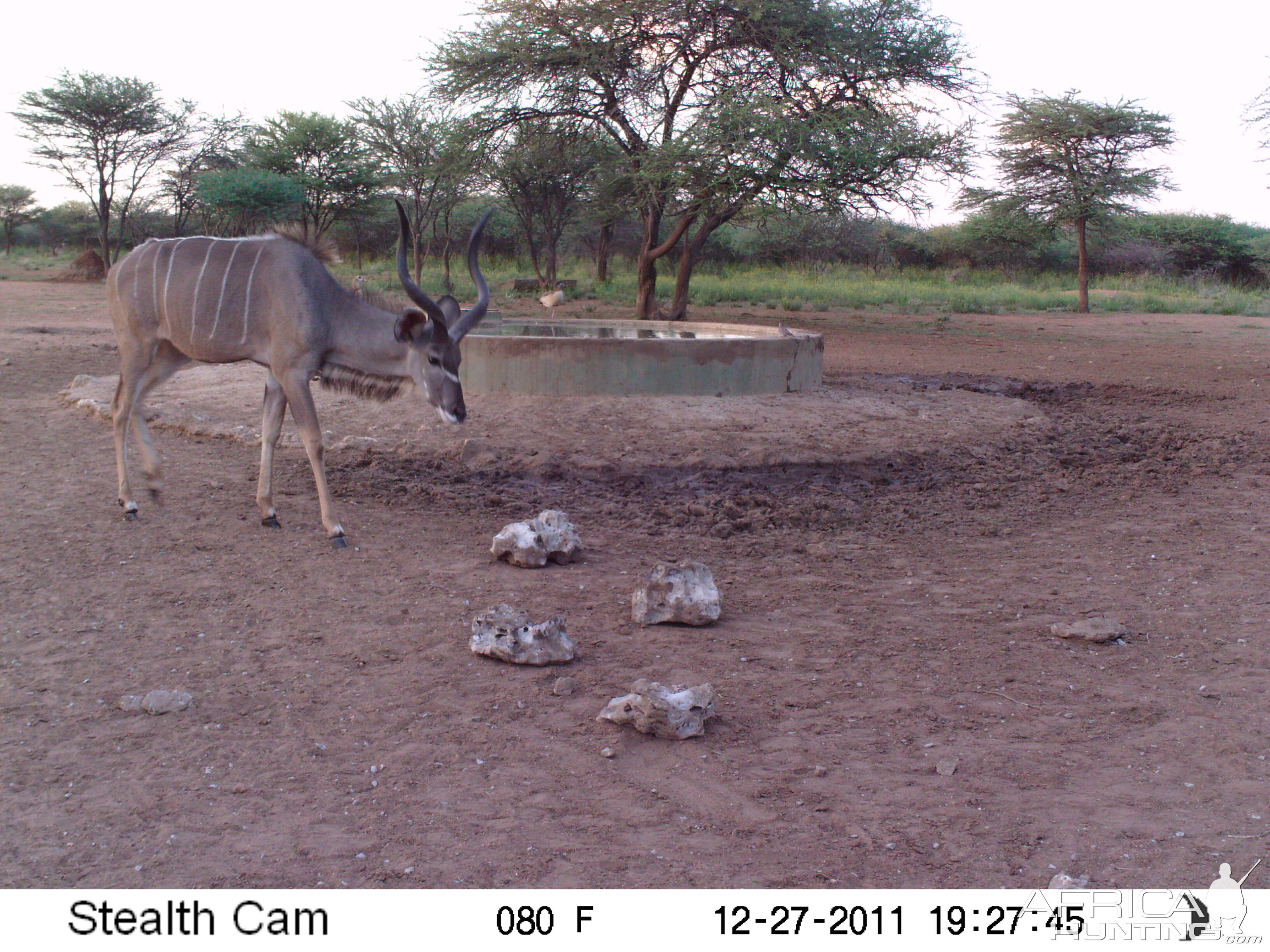 Greater Kudu Trail Camera Namibia