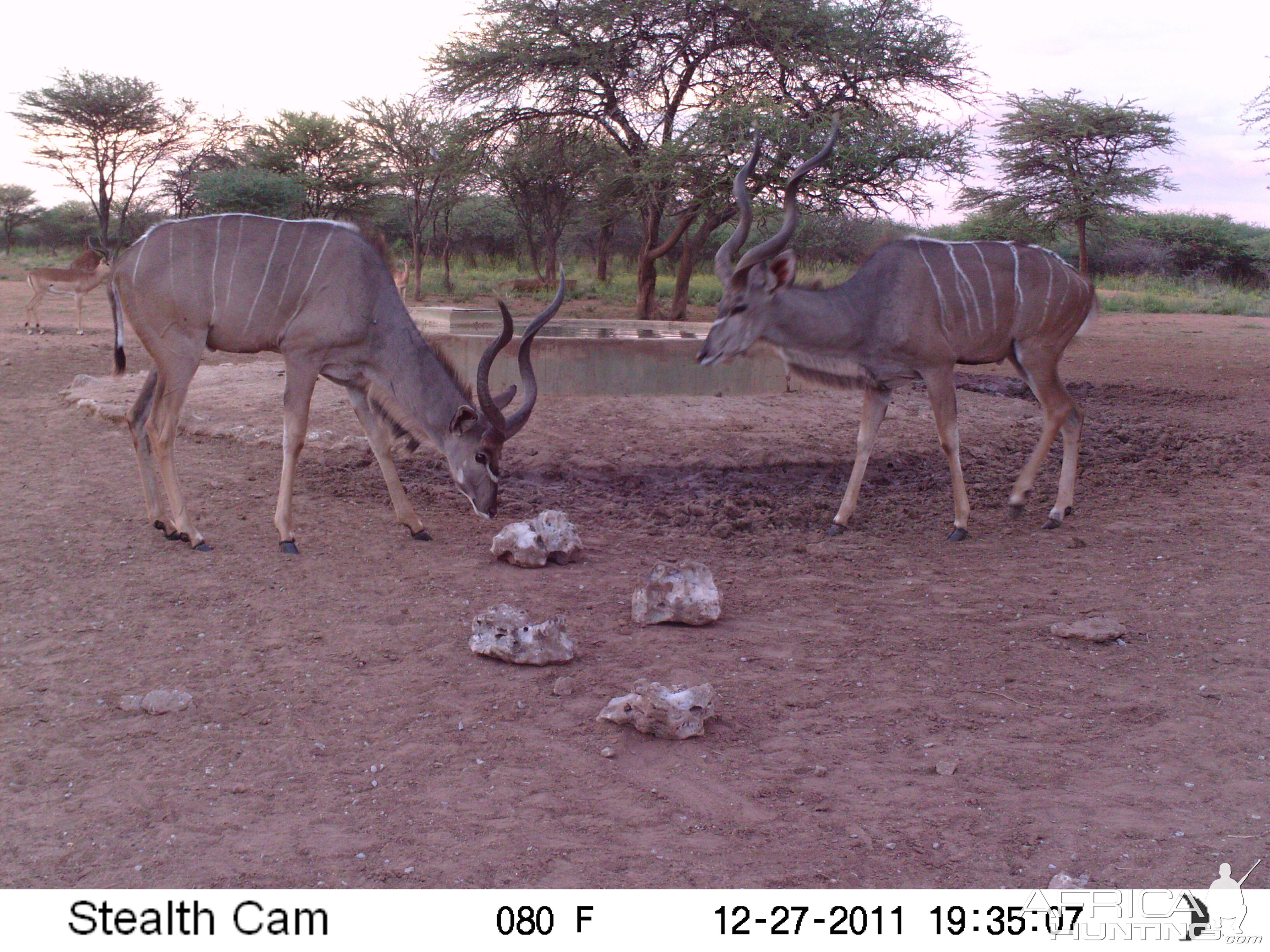 Greater Kudu Trail Camera Namibia