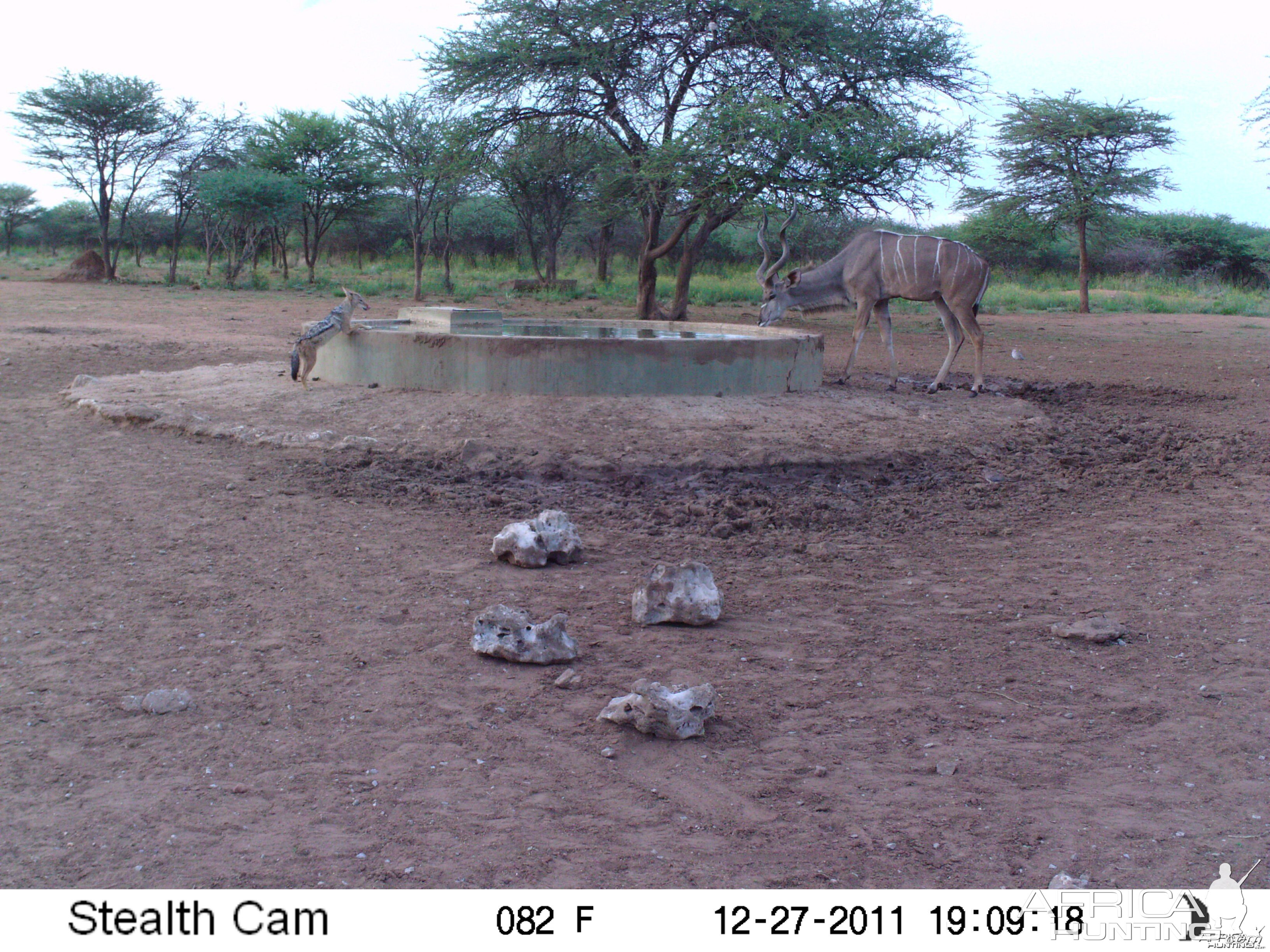 Greater Kudu Trail Camera Namibia