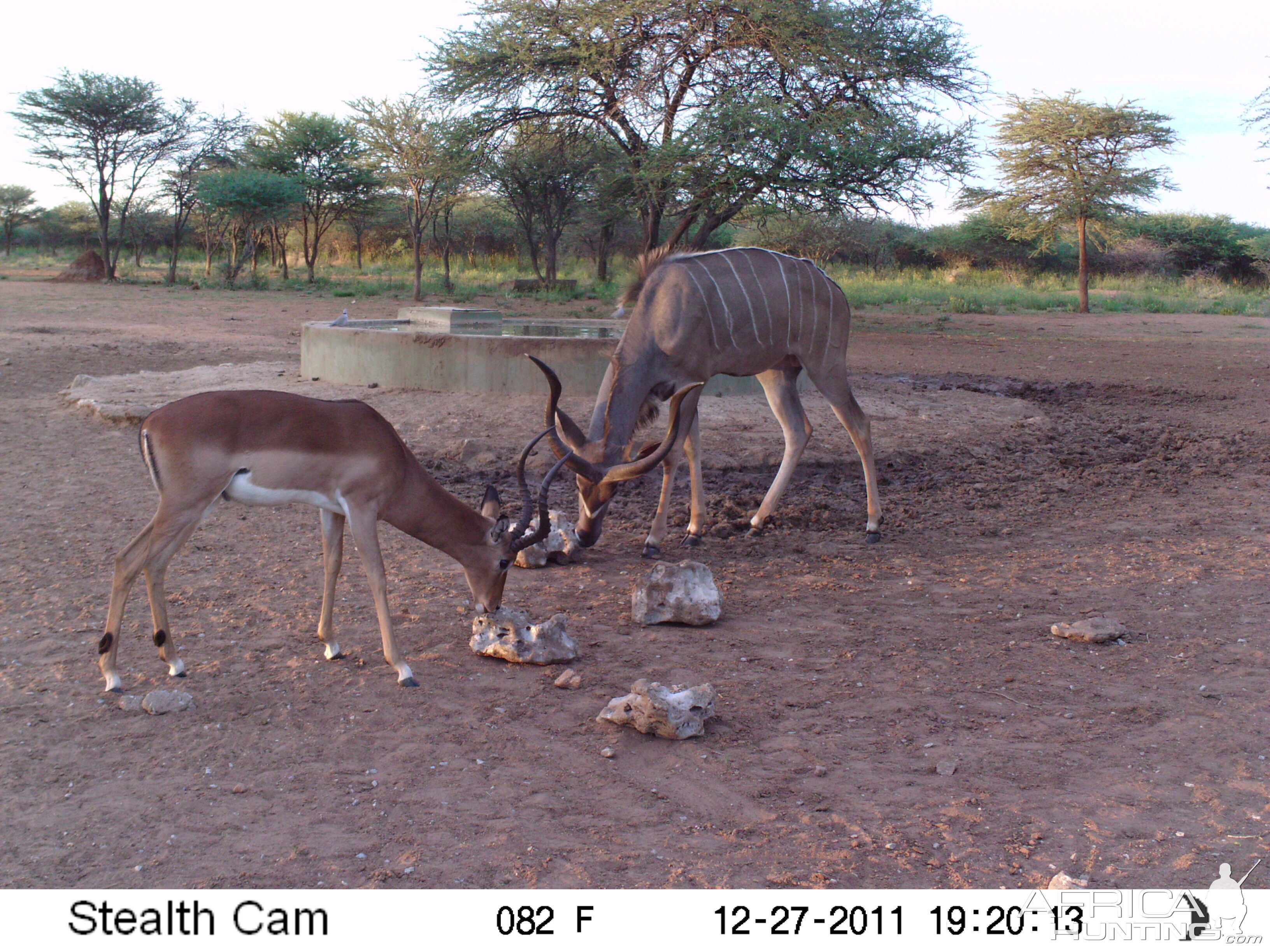 Greater Kudu Trail Camera Namibia