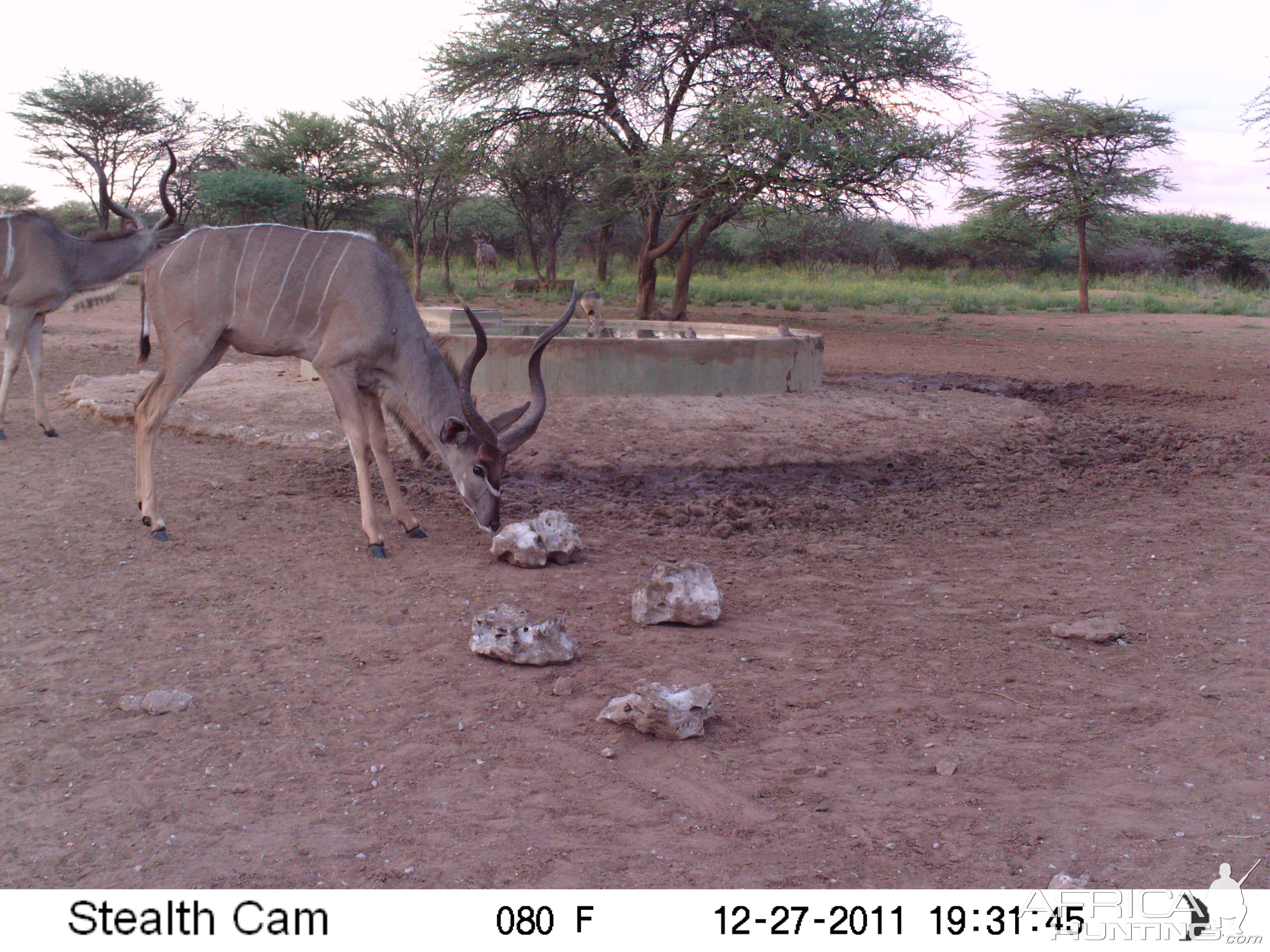 Greater Kudu Trail Camera Namibia