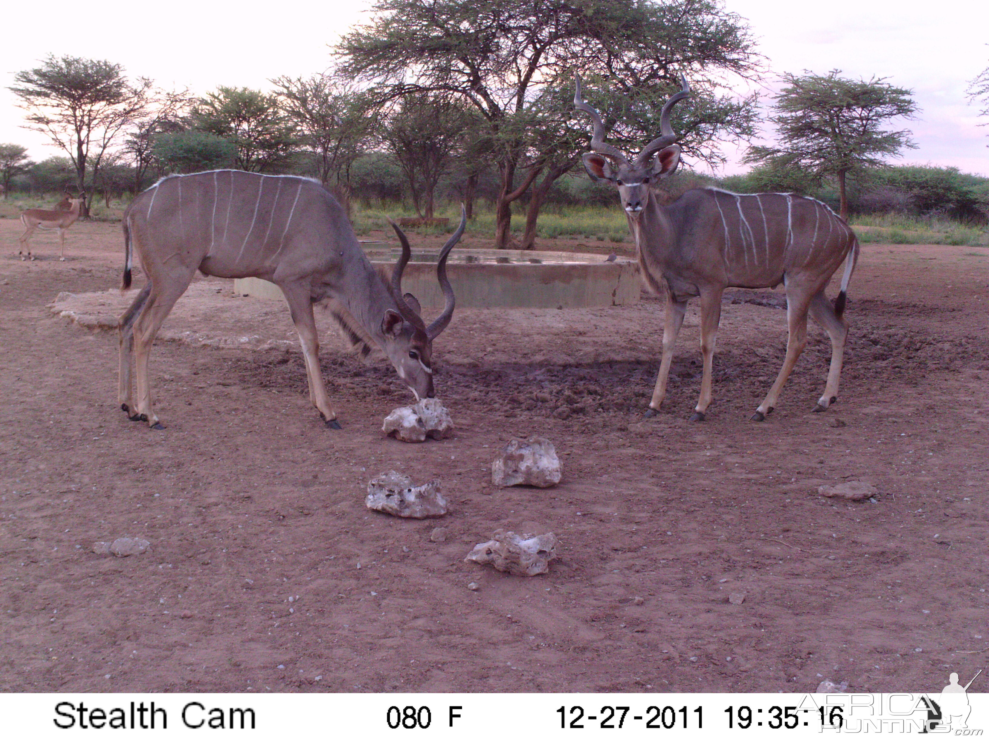 Greater Kudu Trail Camera Namibia