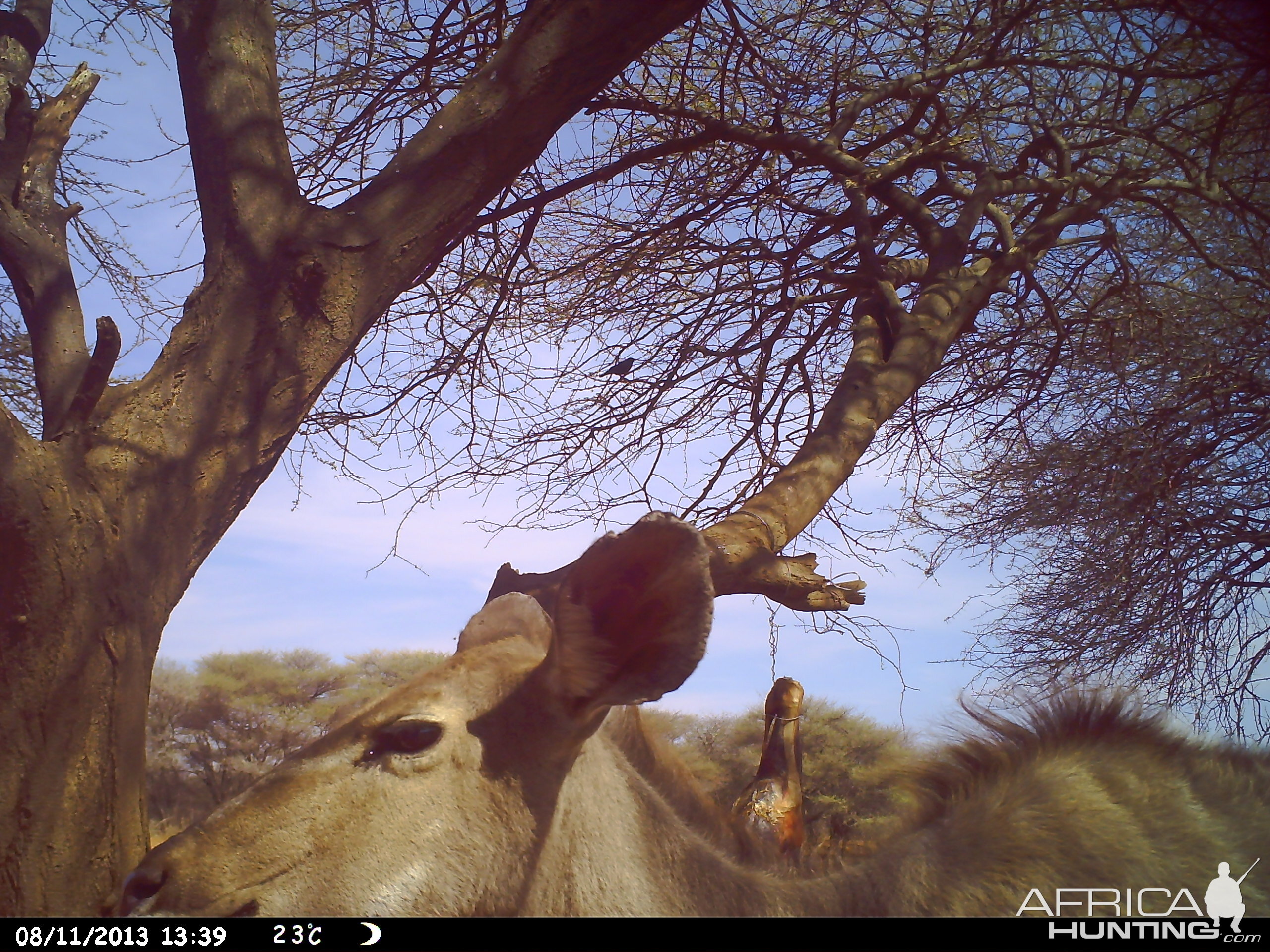 Greater Kudu Trail Camera