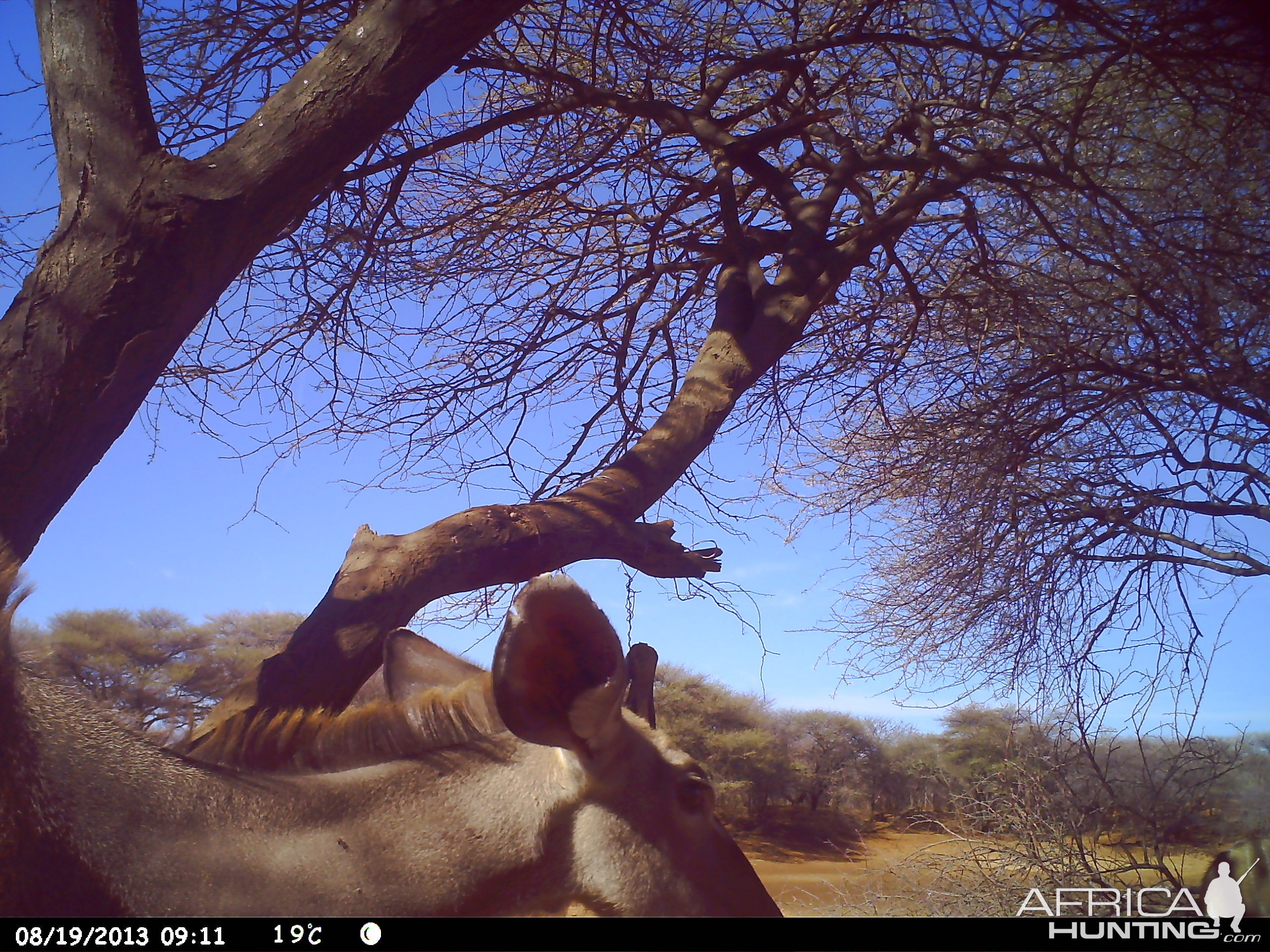 Greater Kudu Trail Camera