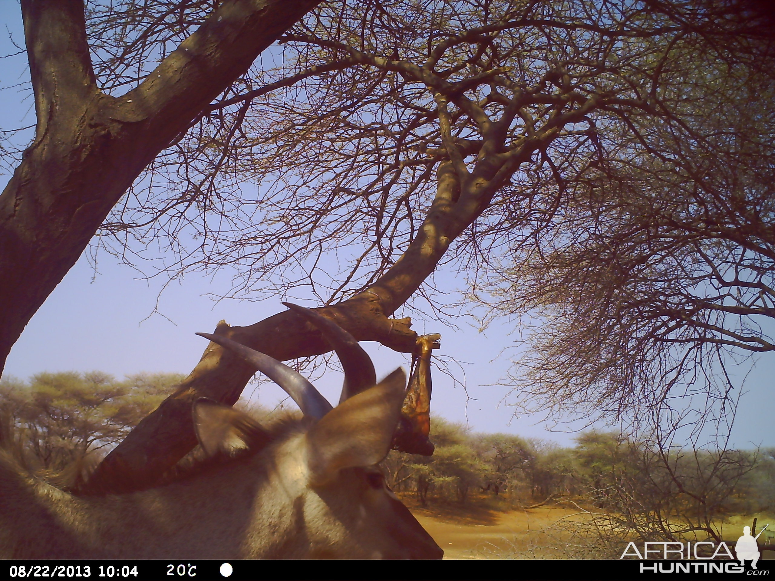 Greater Kudu Trail Camera