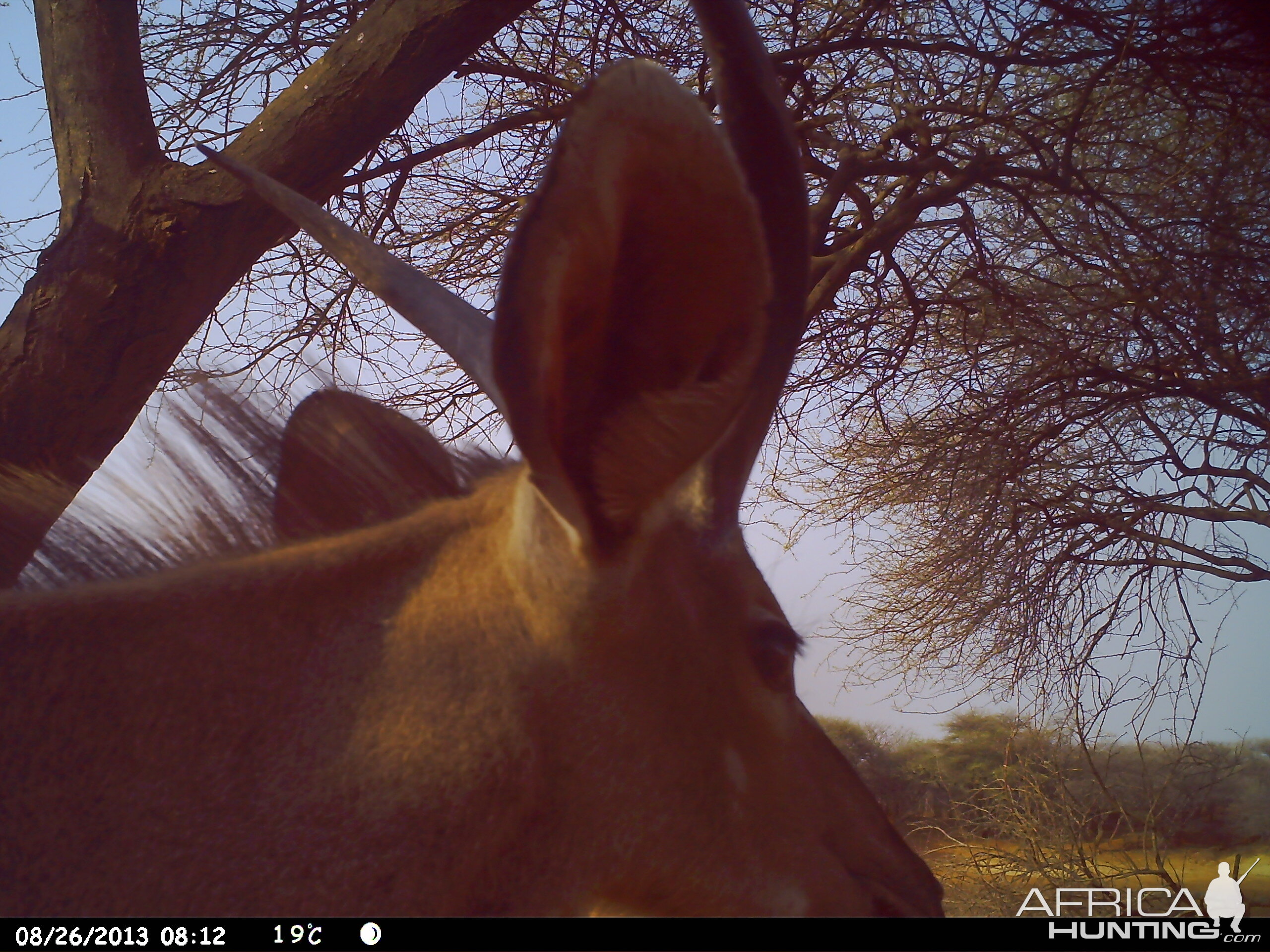 Greater Kudu Trail Camera