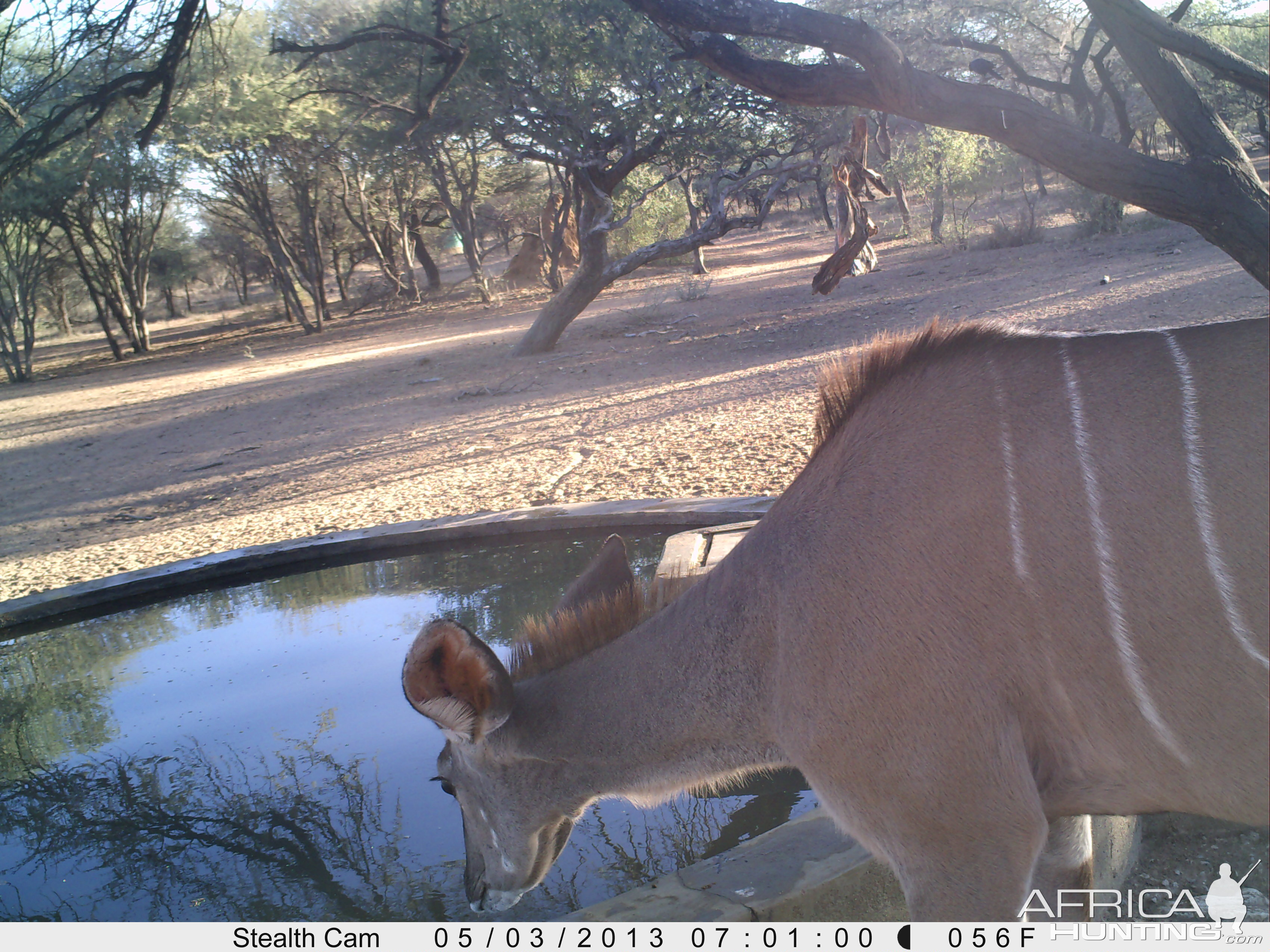 Greater Kudu Trail Camera