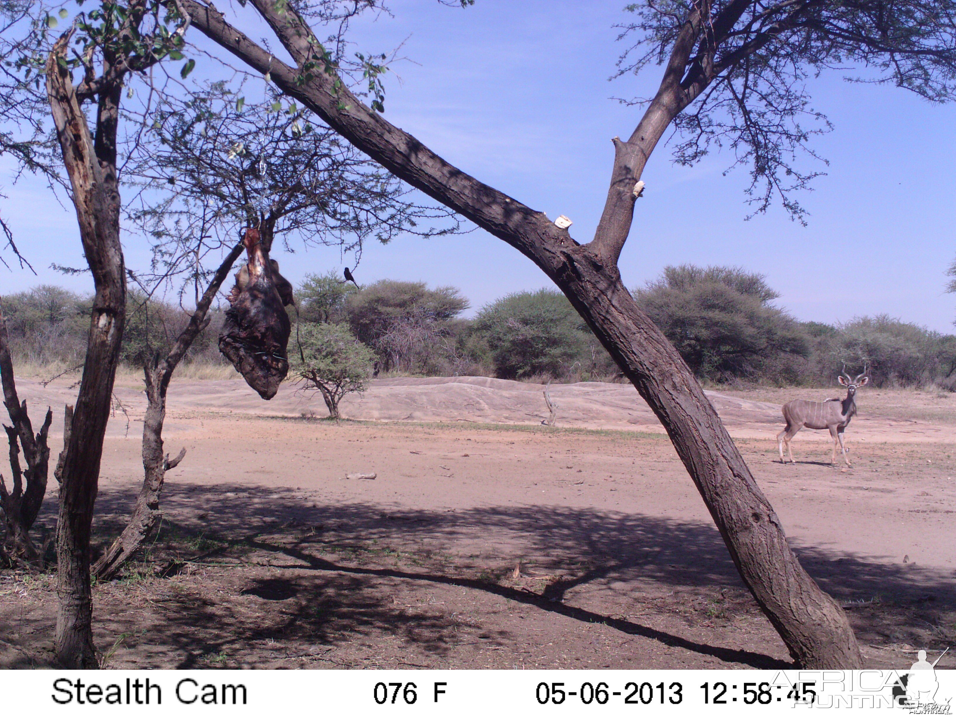 Greater Kudu Trail Camera