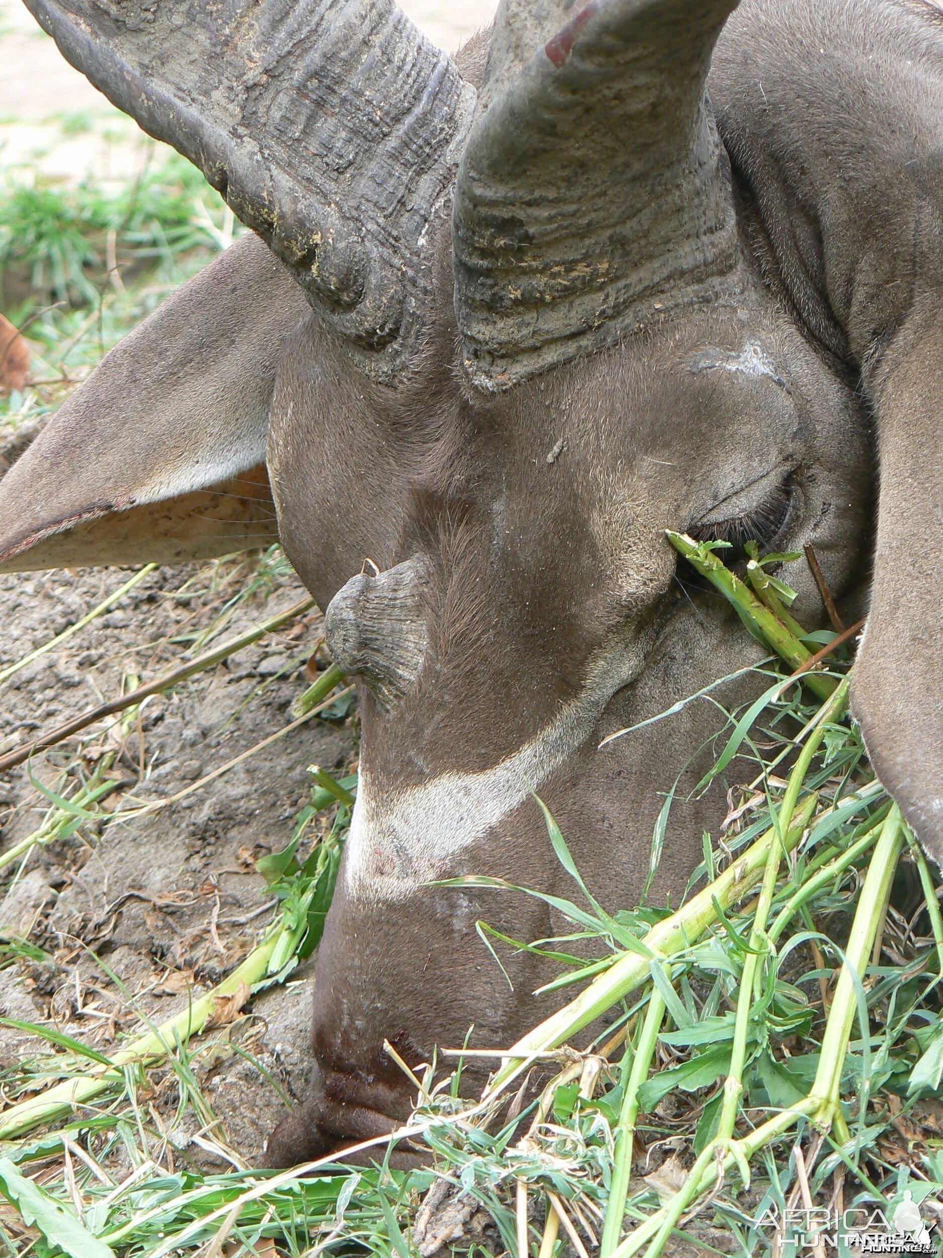 Greater Kudu with a third horn