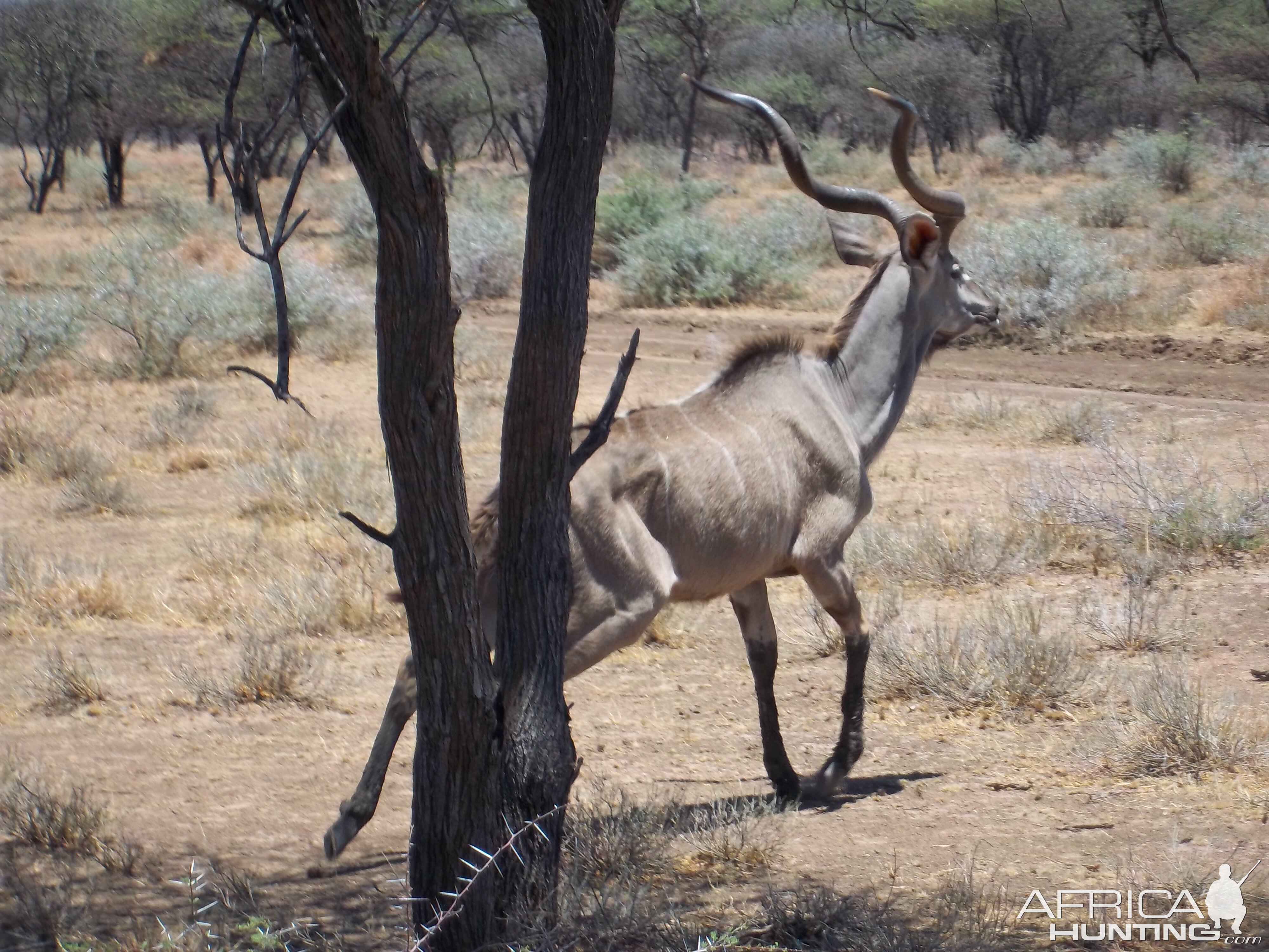 Greater Kudu