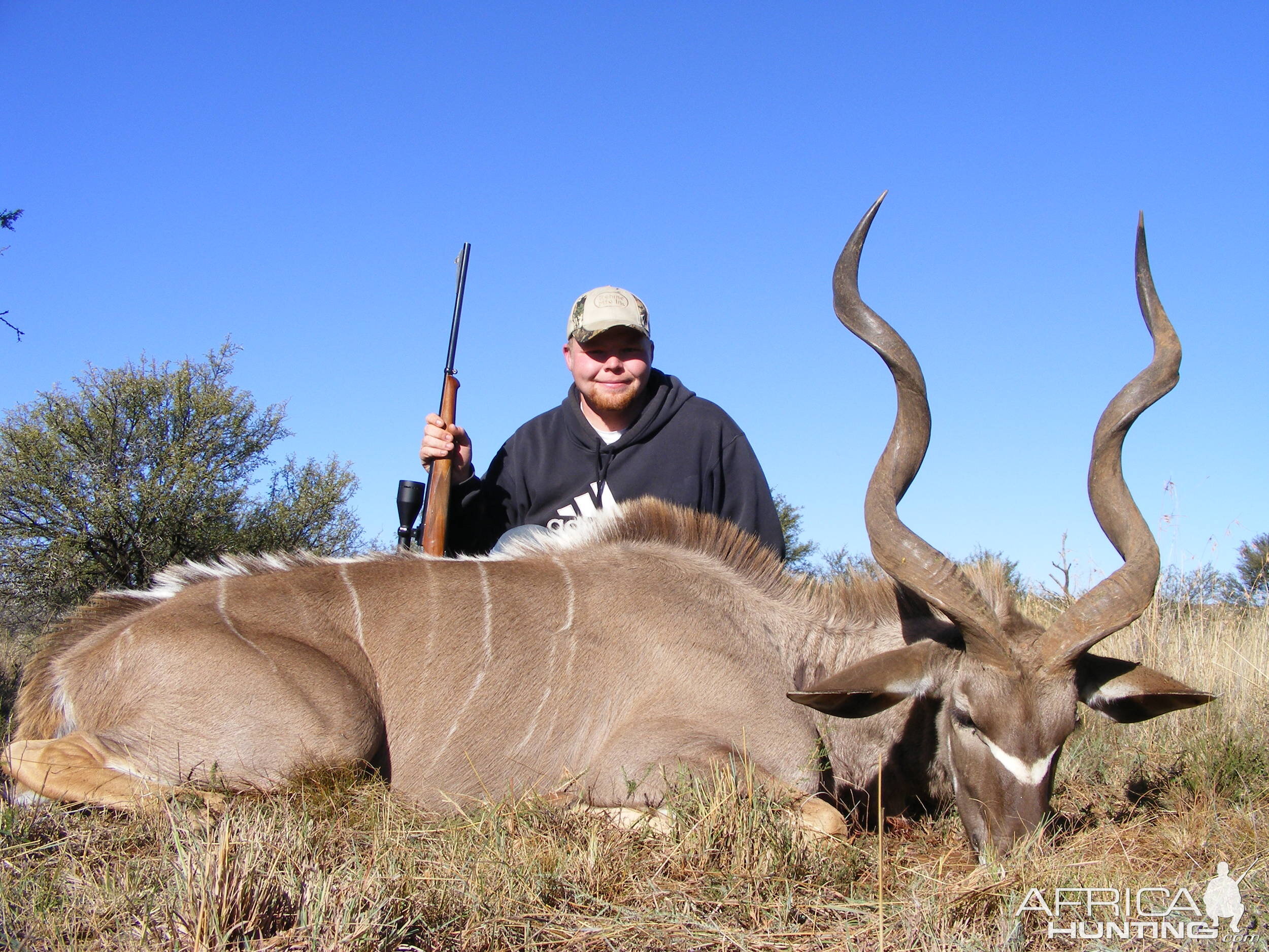 Greater Kudu