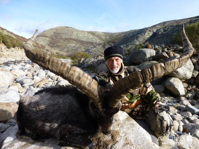 Gredos Ibex