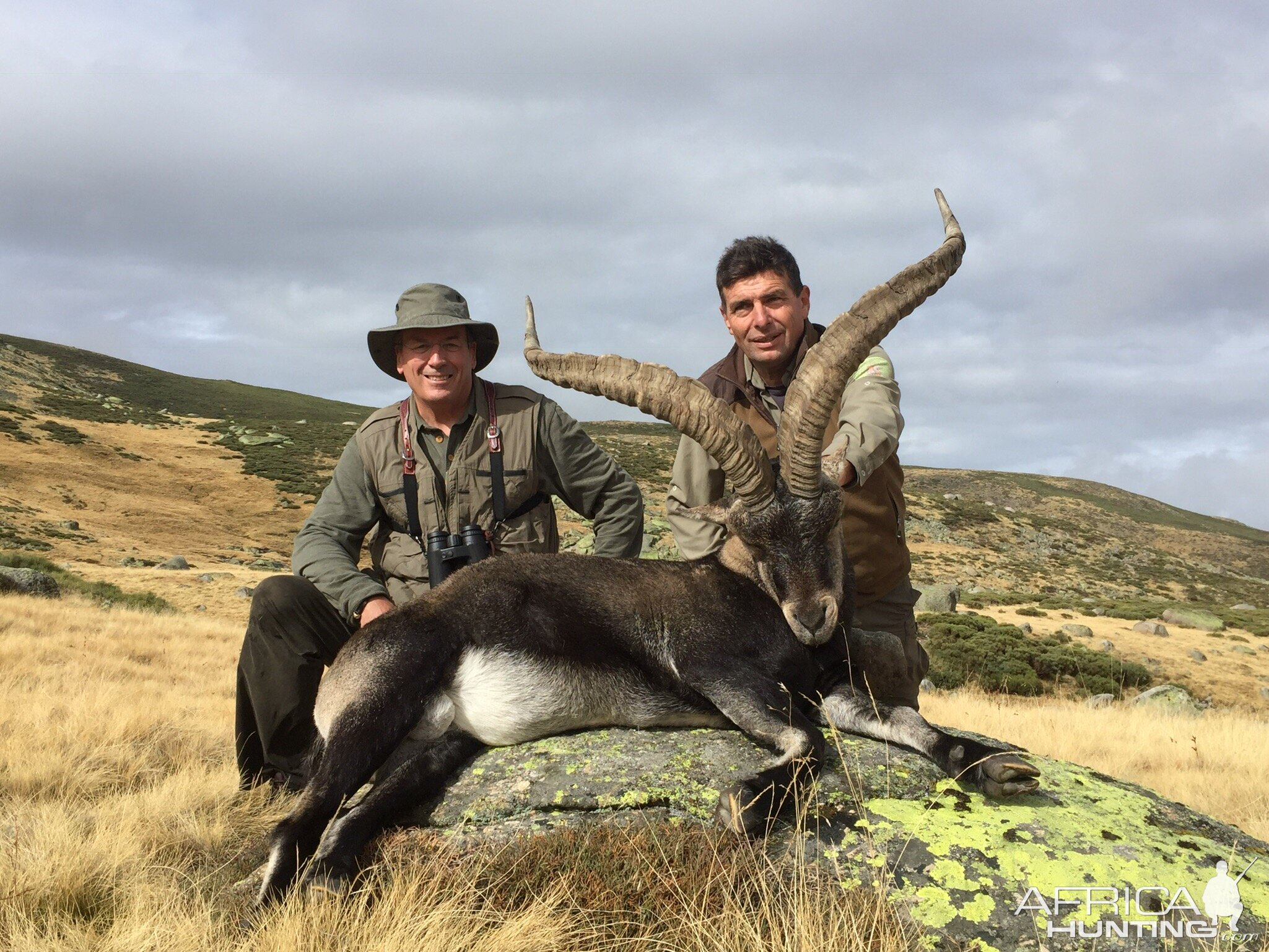 Gredos Ibex