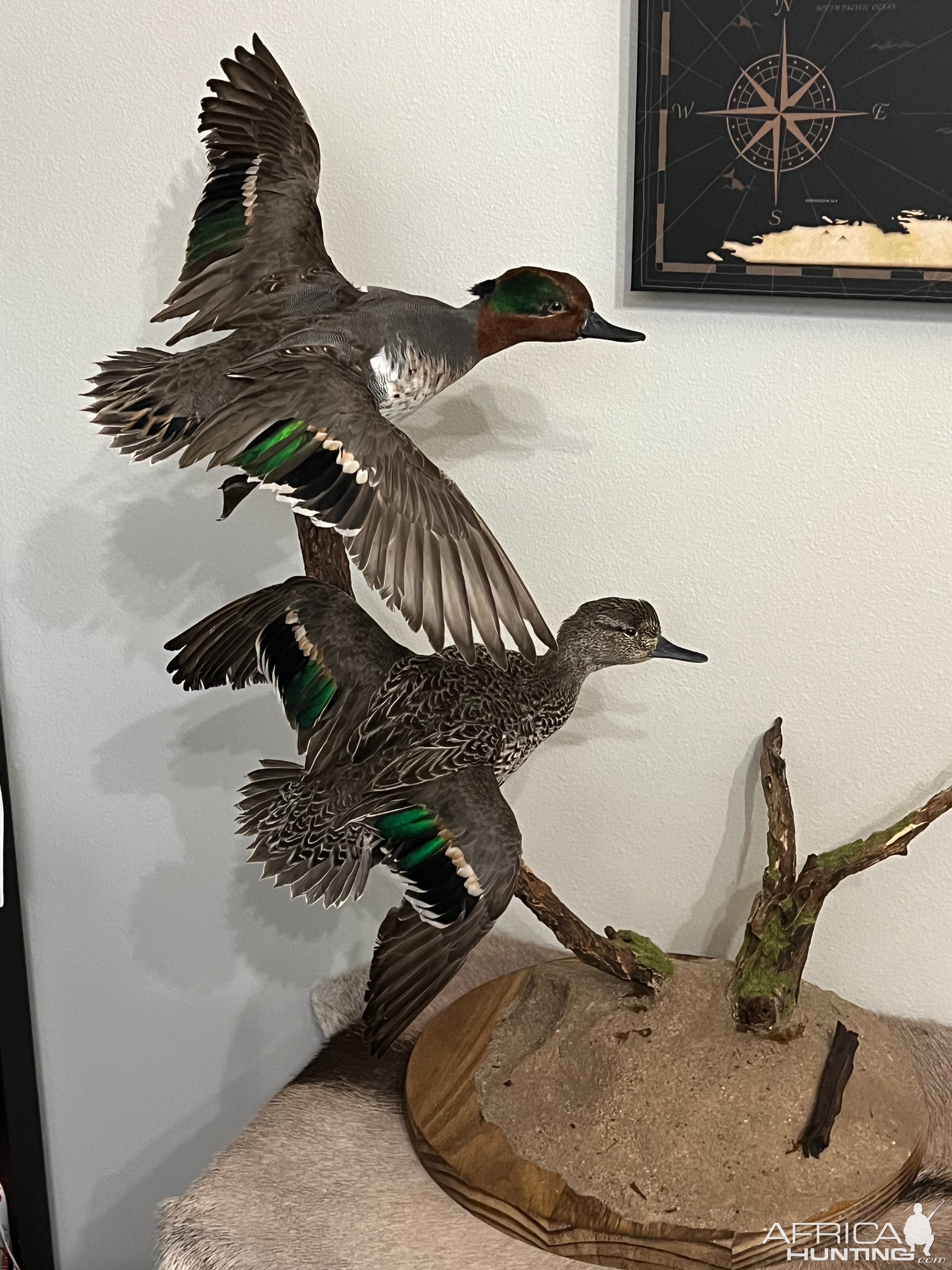 Green Wing Teal Ducks