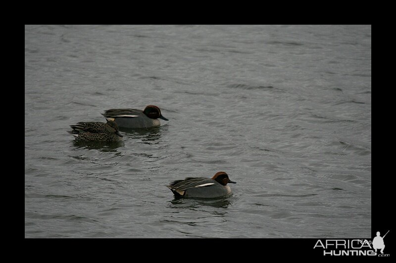 Green-Winged Teal