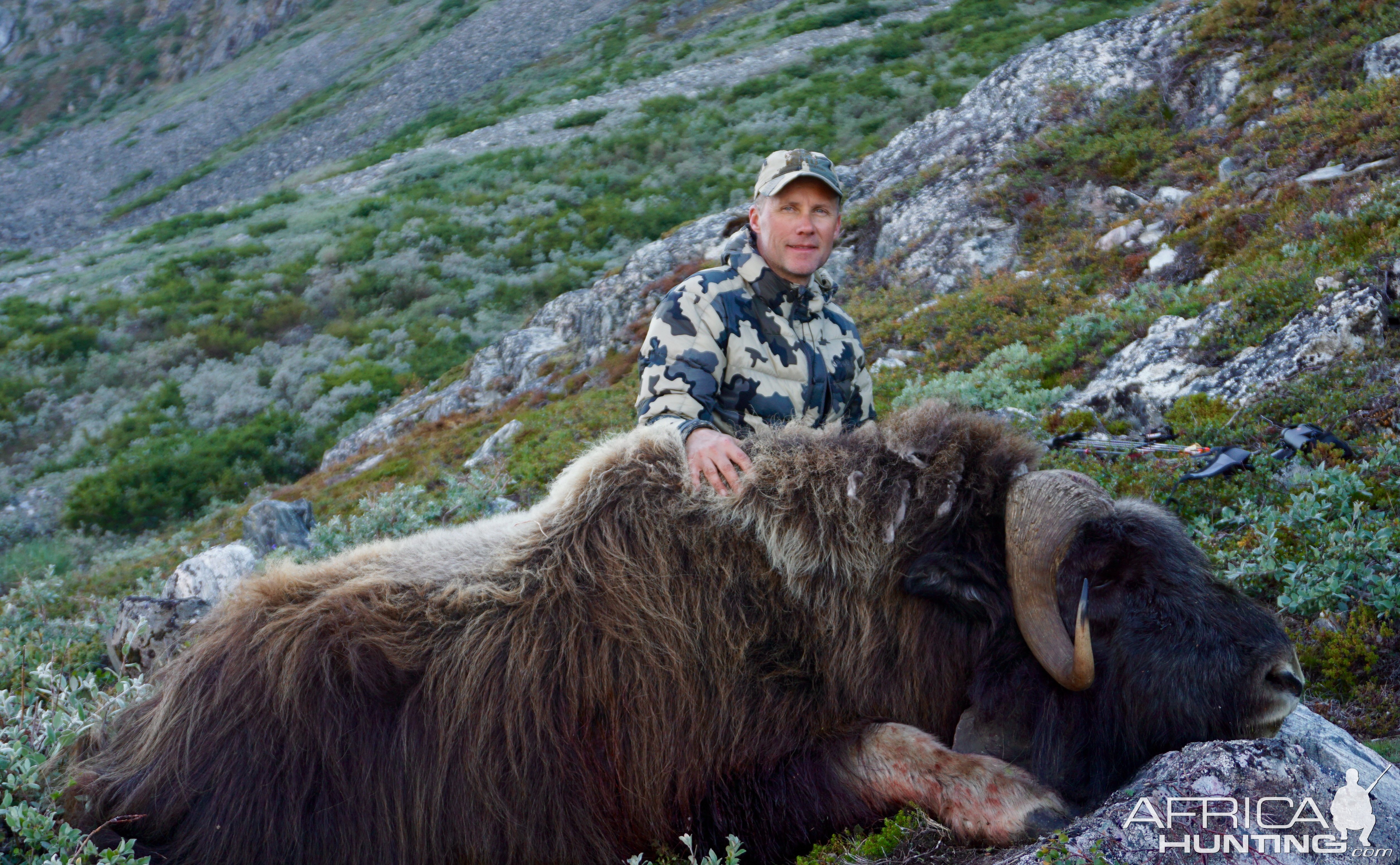 Greenland Muskox Bow Hunt