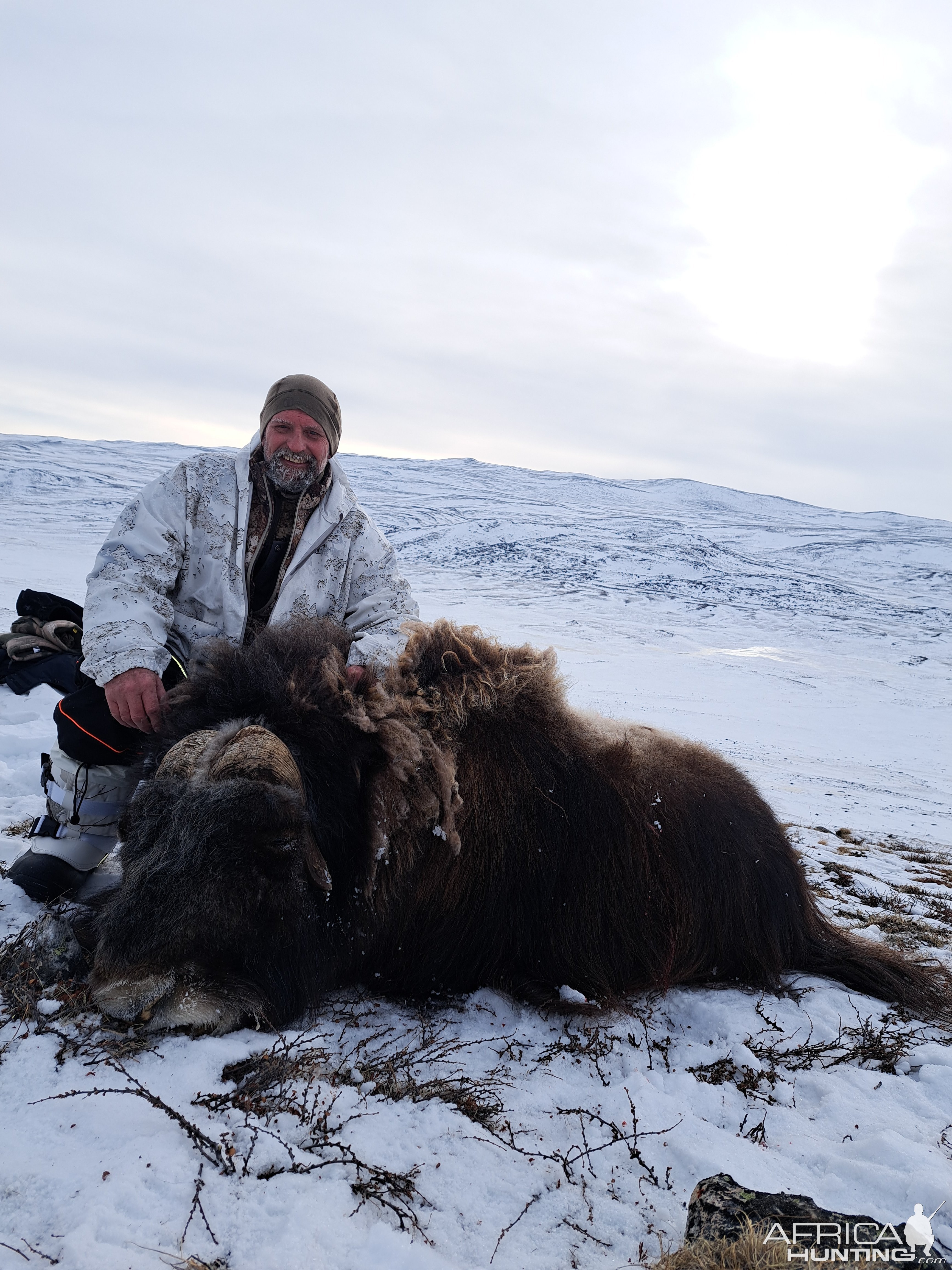 Greenland Muskox Hunt