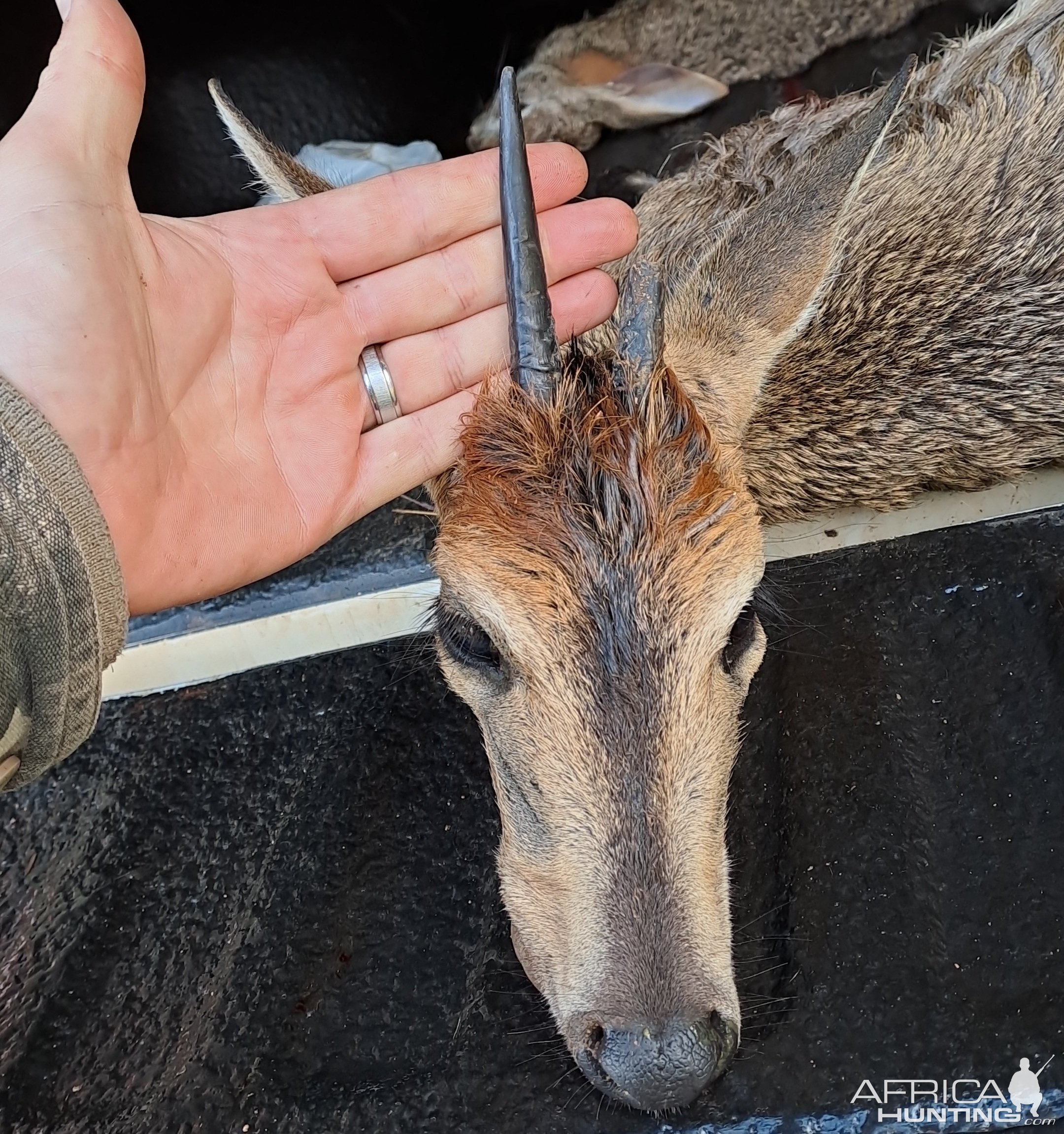 Grey Duiker Hunt