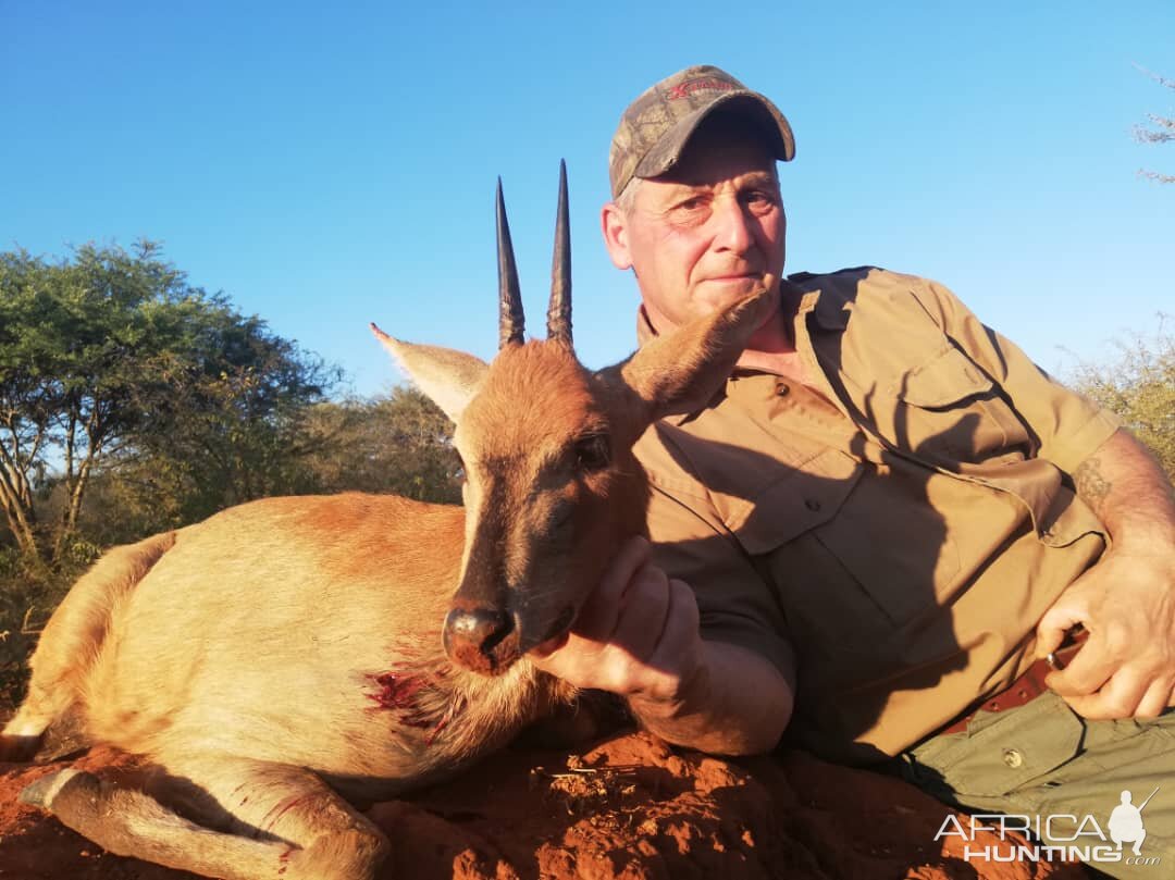 Grey duiker