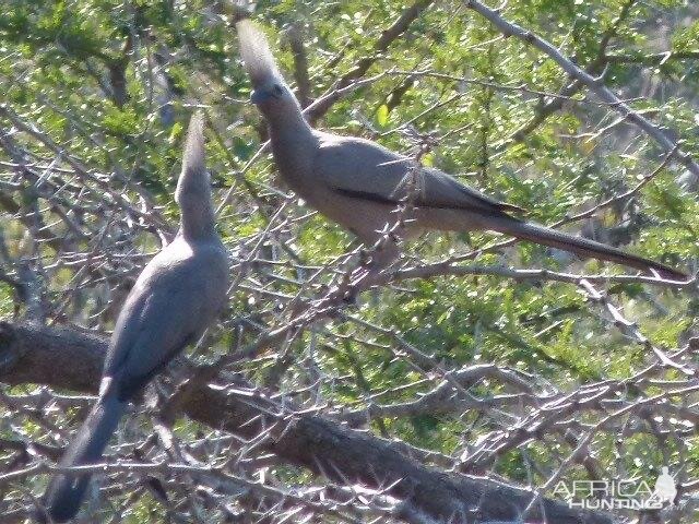 Grey Lourie / Crinifer Concolor Birdlife Zimbabwe