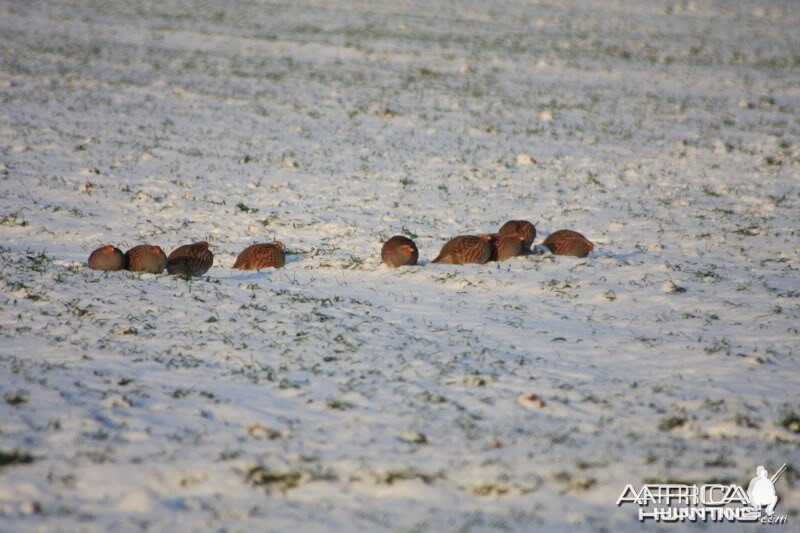 Grey Partridge coveys in the winter