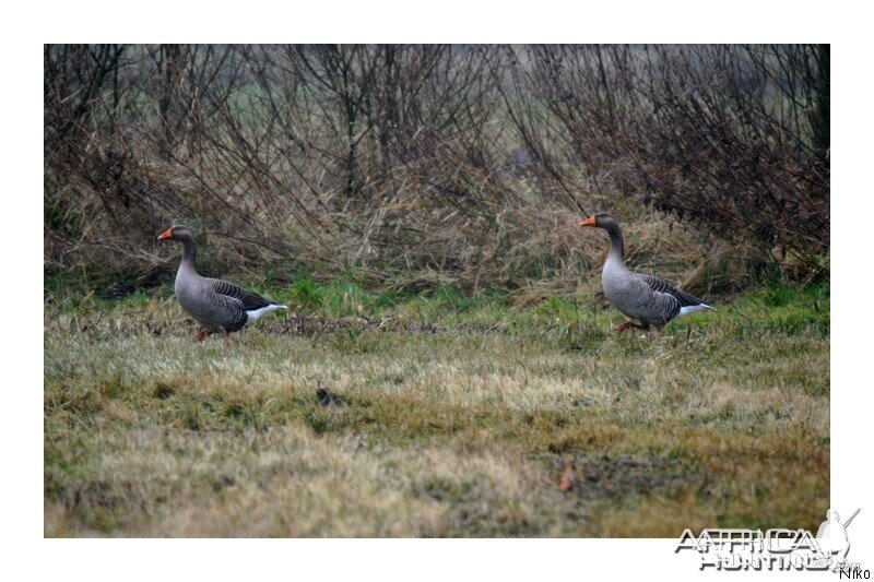 Greylag Goose