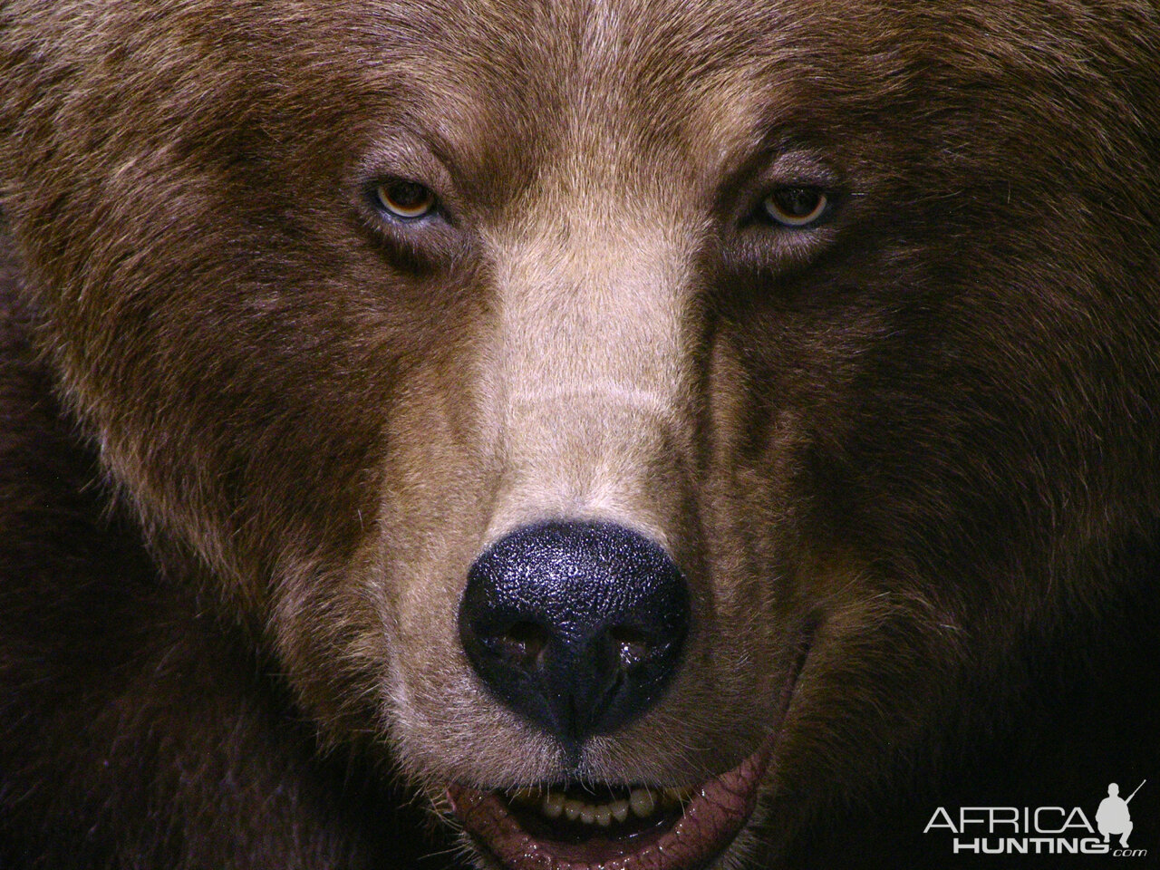 Grizzly Bear Full Mount Taxidermy