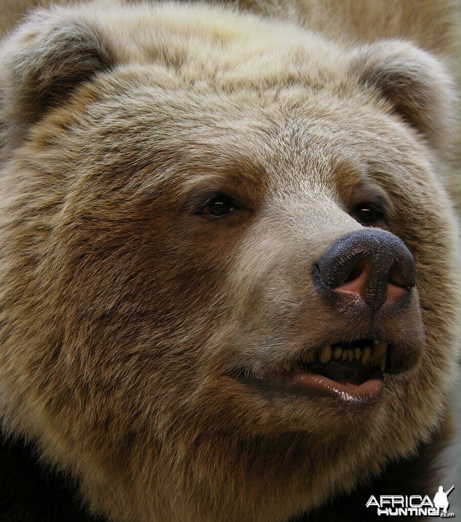 Grizzly Bear taxidermy by The Artistry of Wildlife