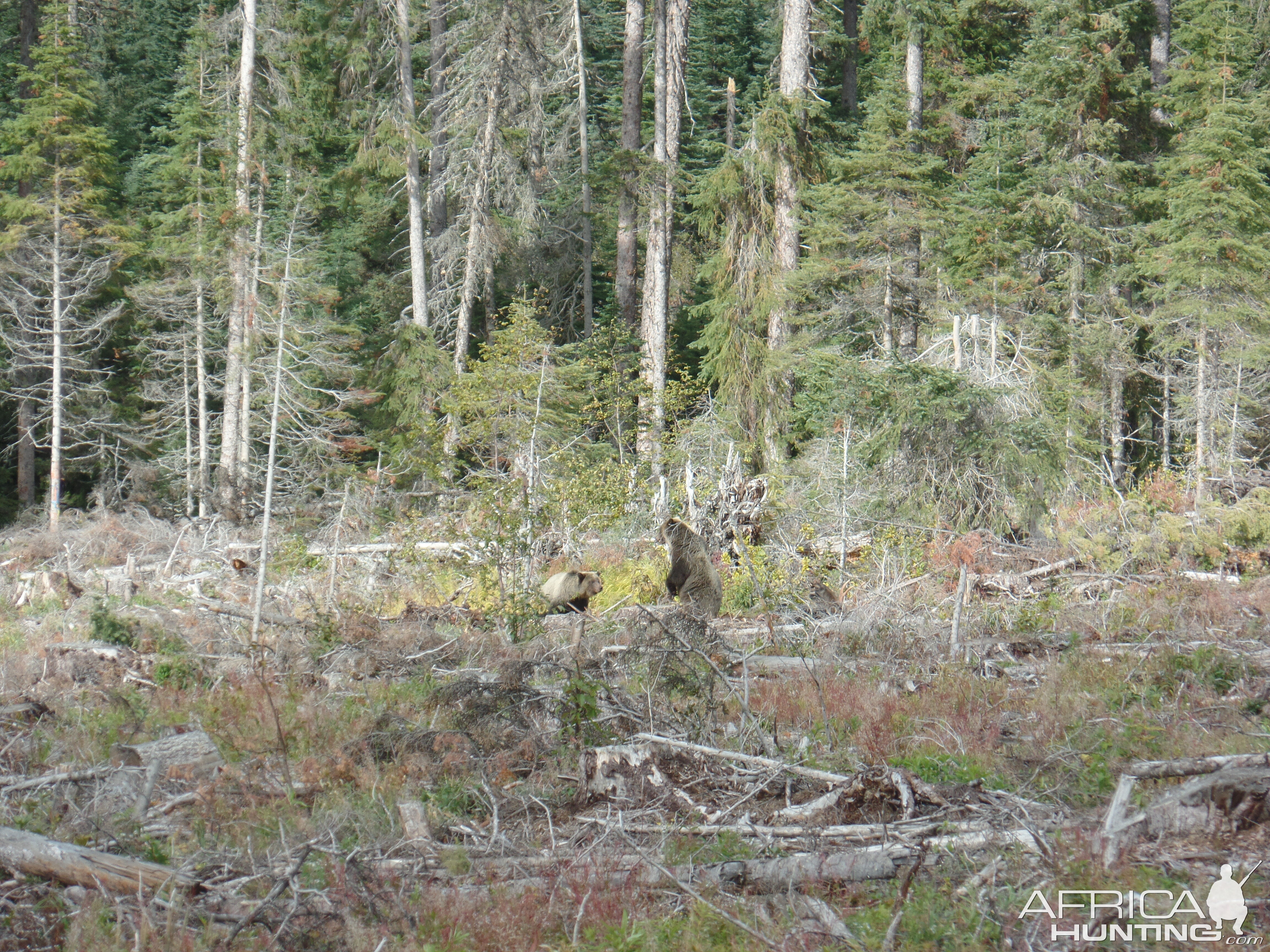 Grizzly Bears claiming the Moose